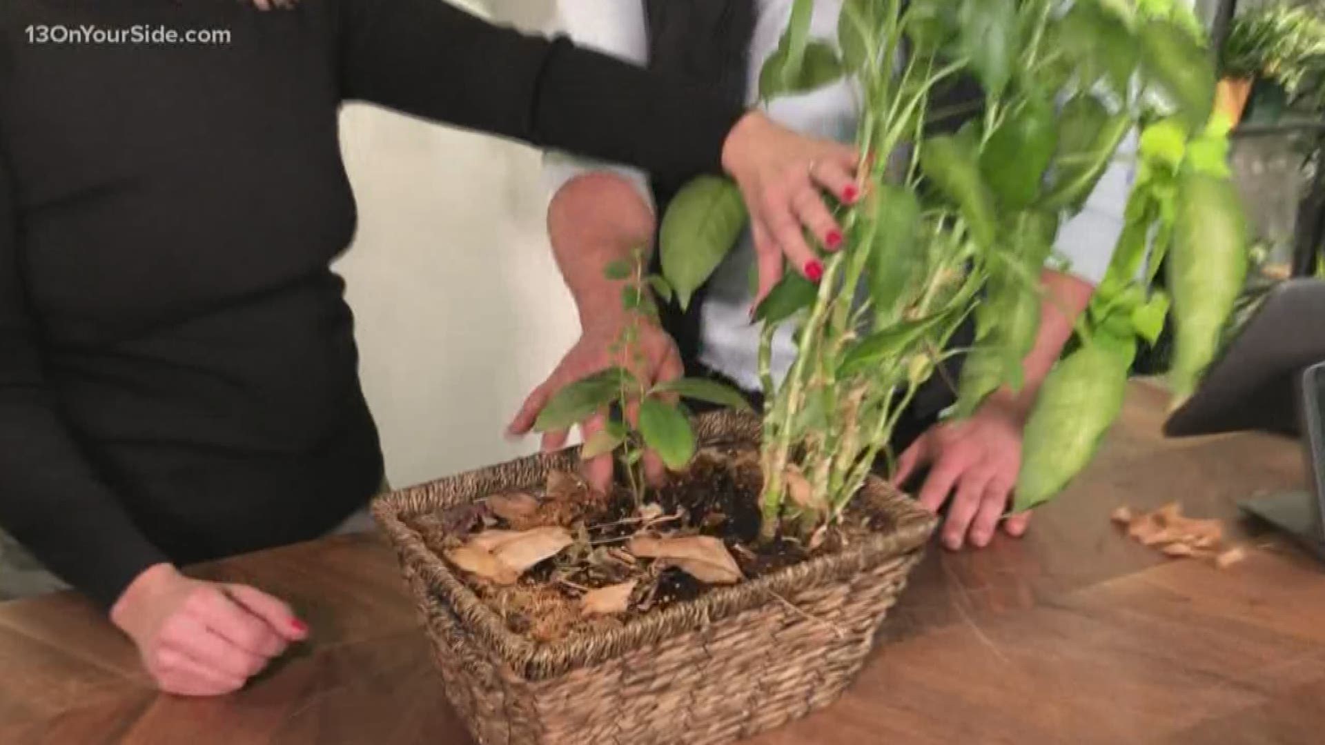 Expert tips on how to divide up your plant gift basket and ensure the plants survive.