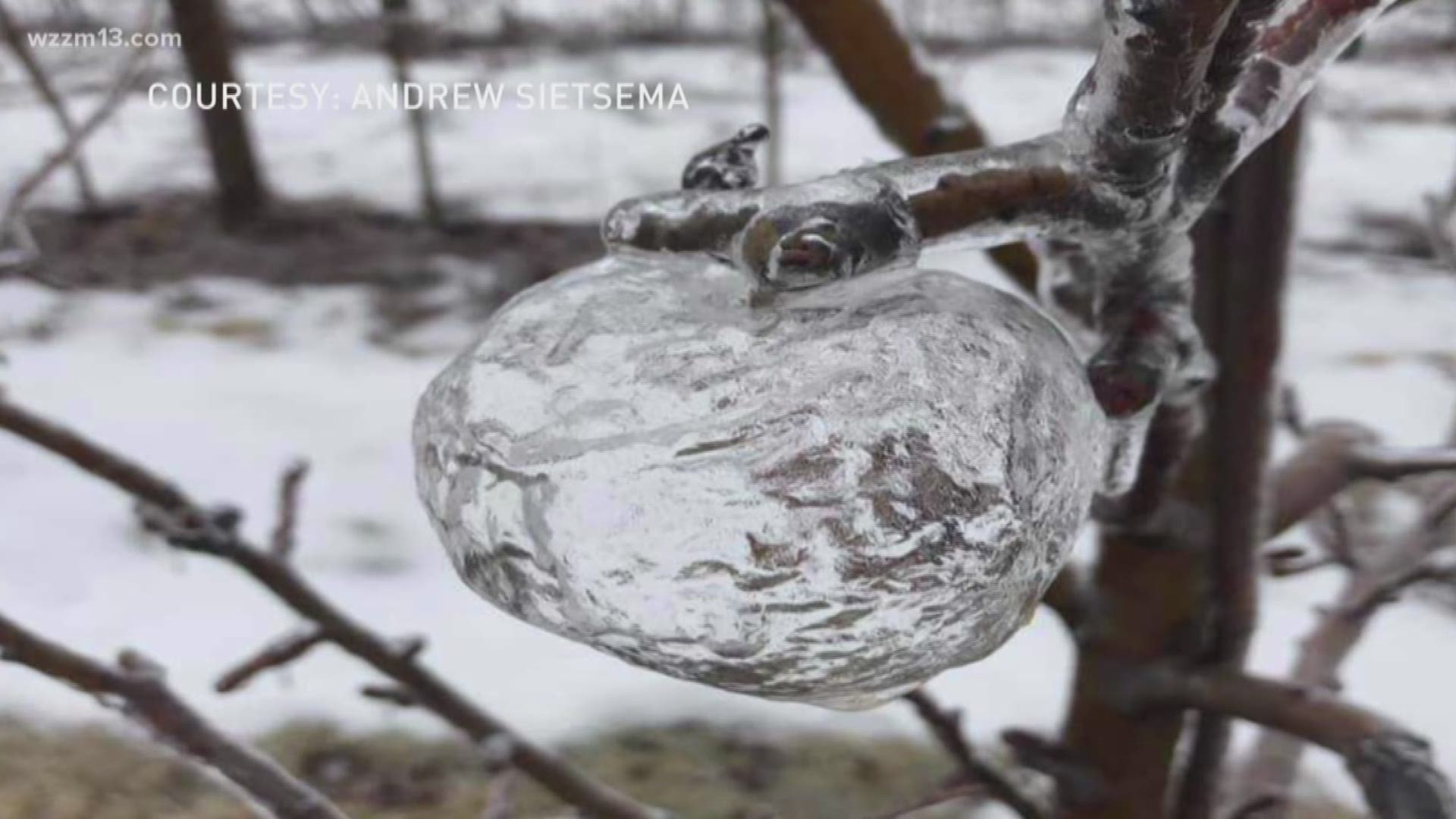 In a state famous for its apple harvests and cold winters, Michiganders are sharing photos of these "Ghost Apples".