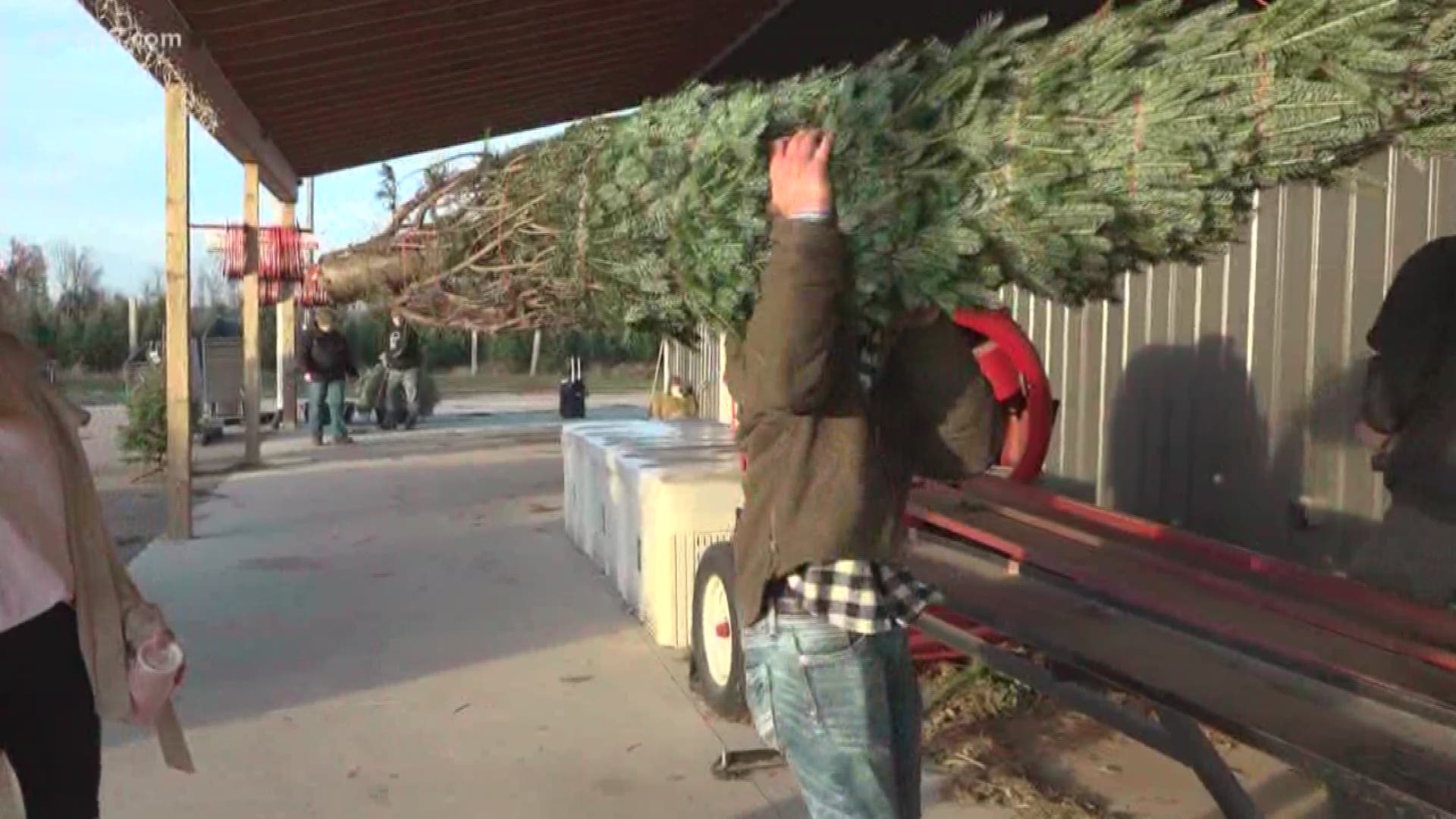 U Cut Christmas Tree Farm Prepares For Holiday Season Wzzm13 Com