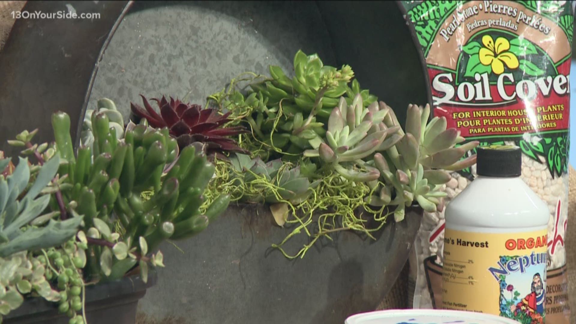 Succulents are a great way to add to your home and with so many different kinds to choose from, you can create masterpieces of color and texture. Bill Bird from Jonker's Garden shared some tips with us on how to make sure your succulents thrive.