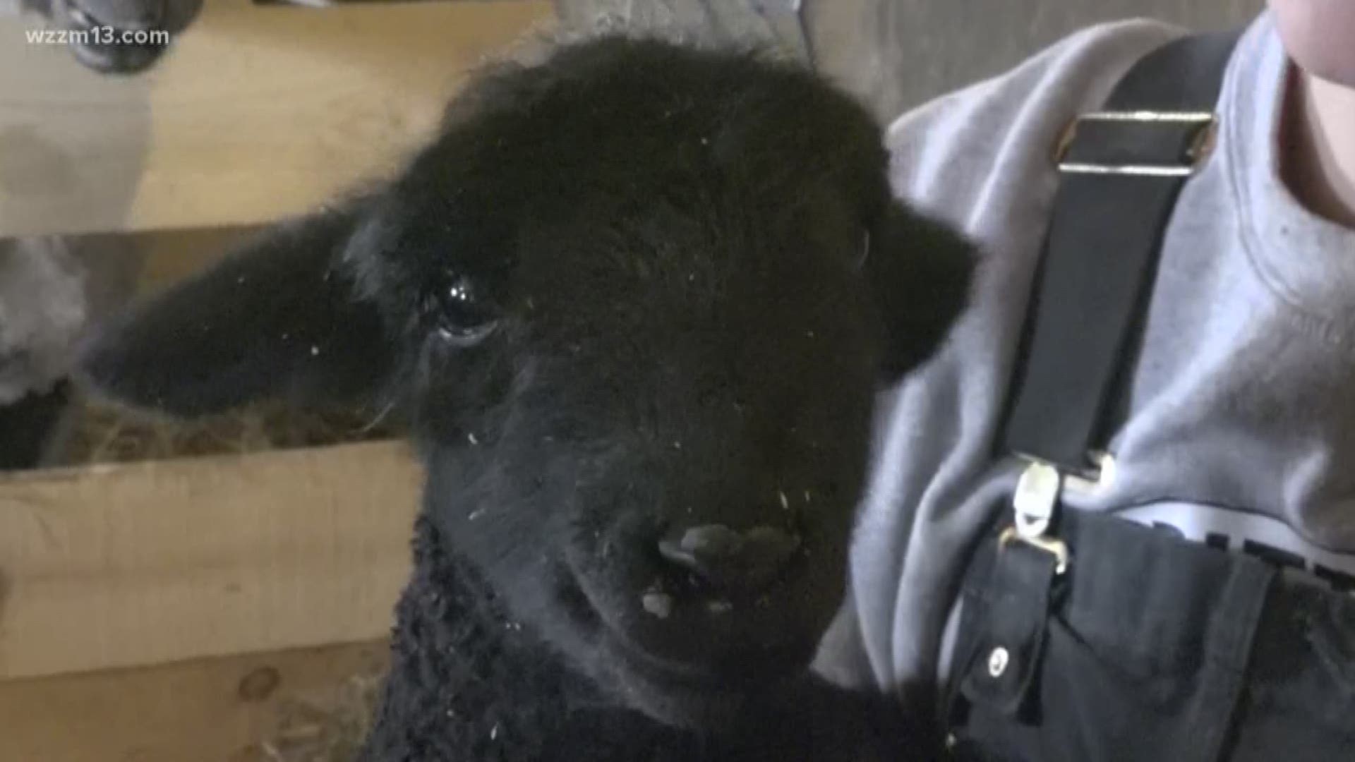 Newborns prepare for Critter Barn's Running of the Lambs