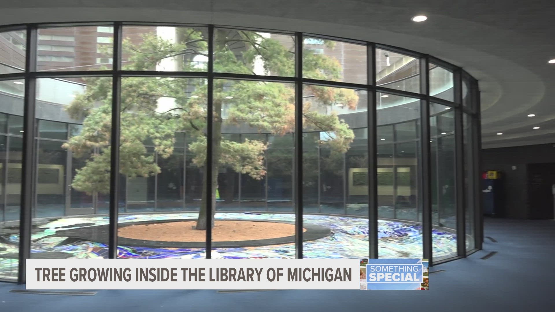 We learn about our state’s history through stories. But at the Library of Michigan in Lansing, we learn through a stories-tall tree named Carl.