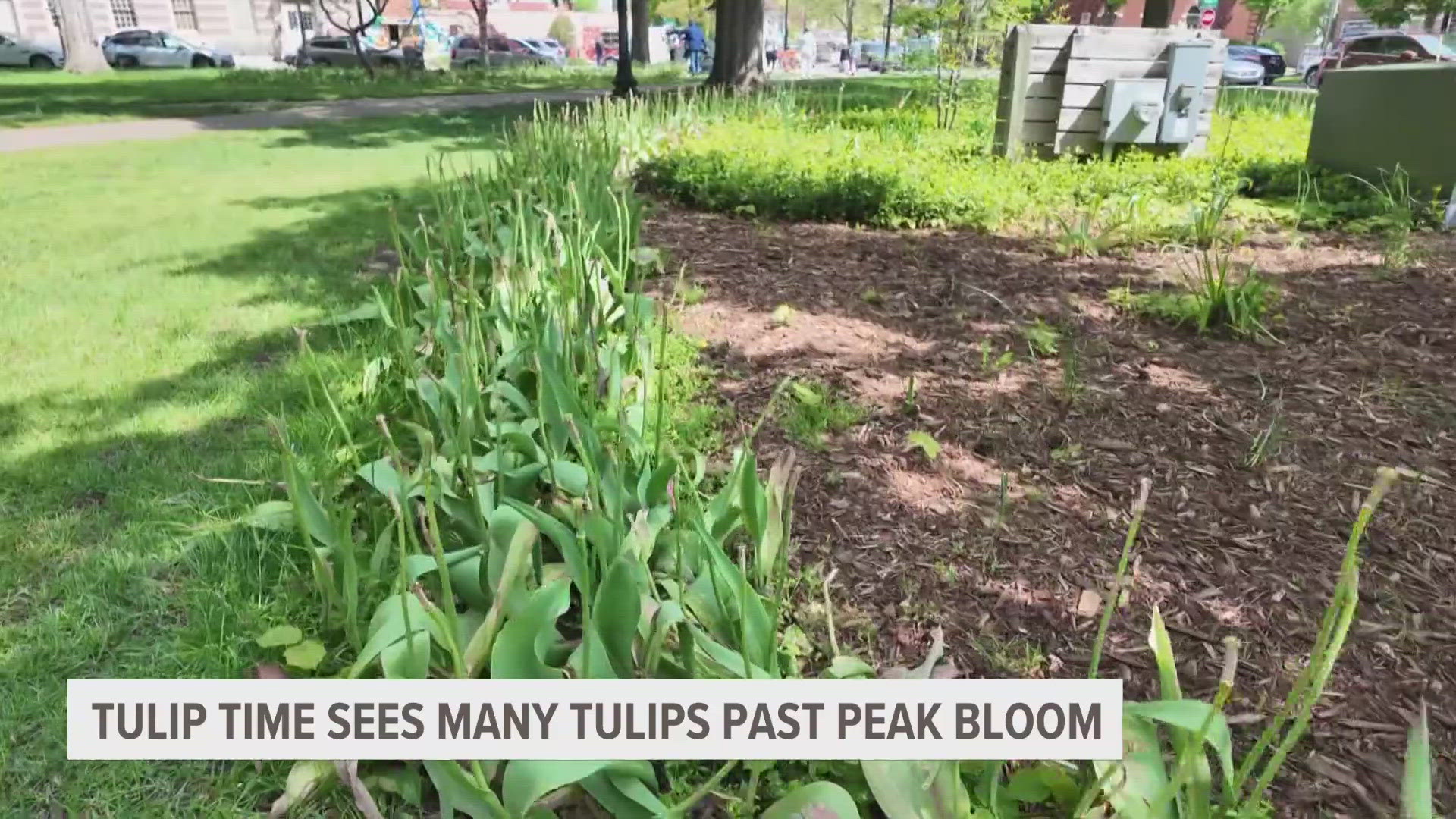 If you were planning on checking out Tulip Time this week, you might want to temper your expectations.