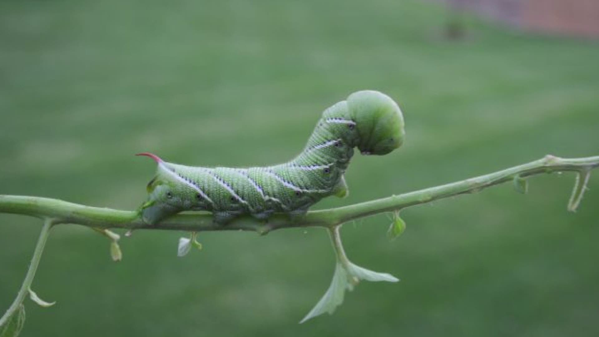Plant expert Rick Vuyst says hornworms target tomato and pepper plants.