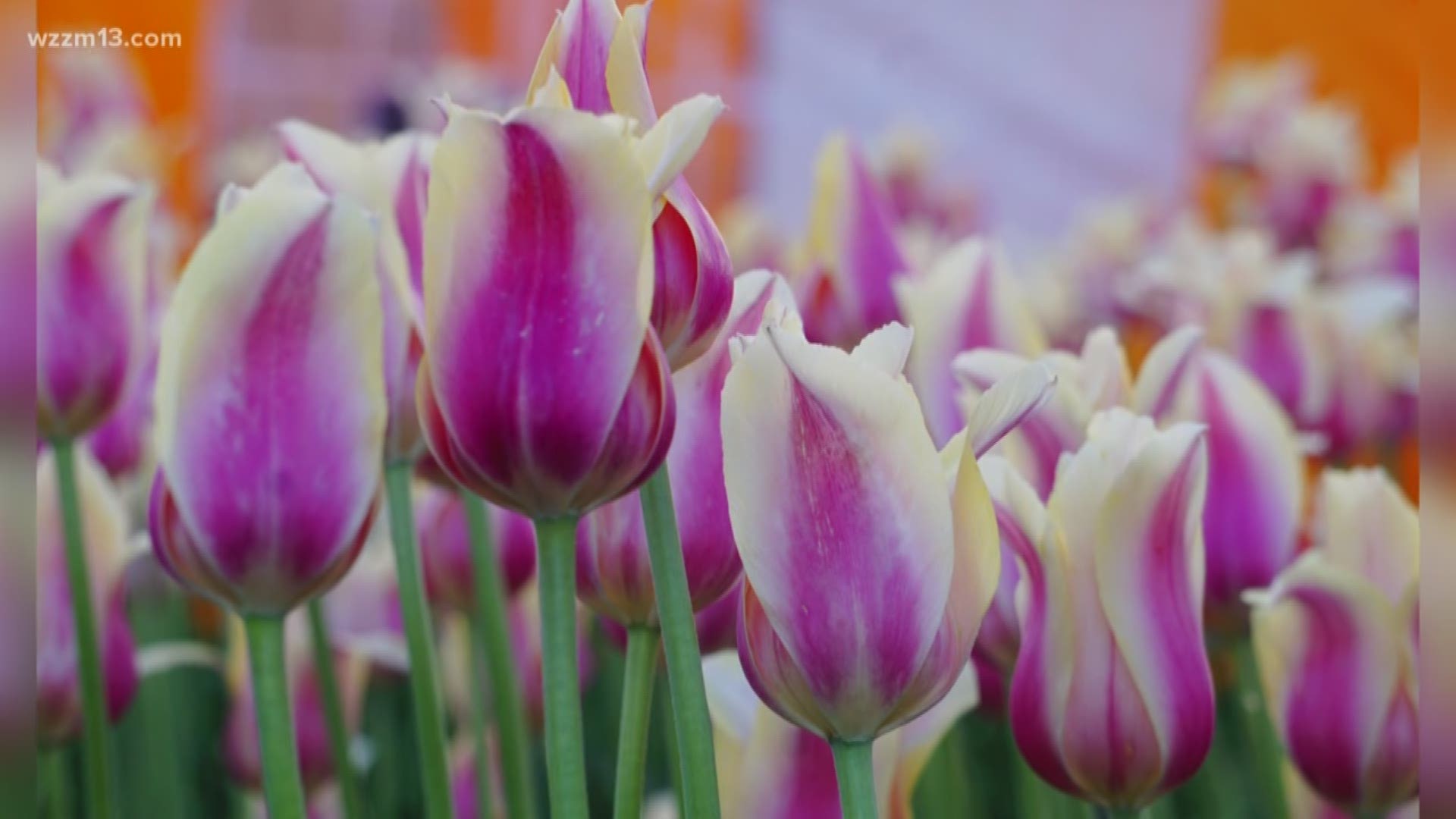 It's been 90 years and Tulip Time is still going strong.