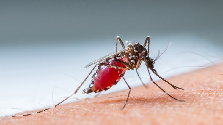 Michigan's first mosquito-borne virus of 2022 found in Bay County