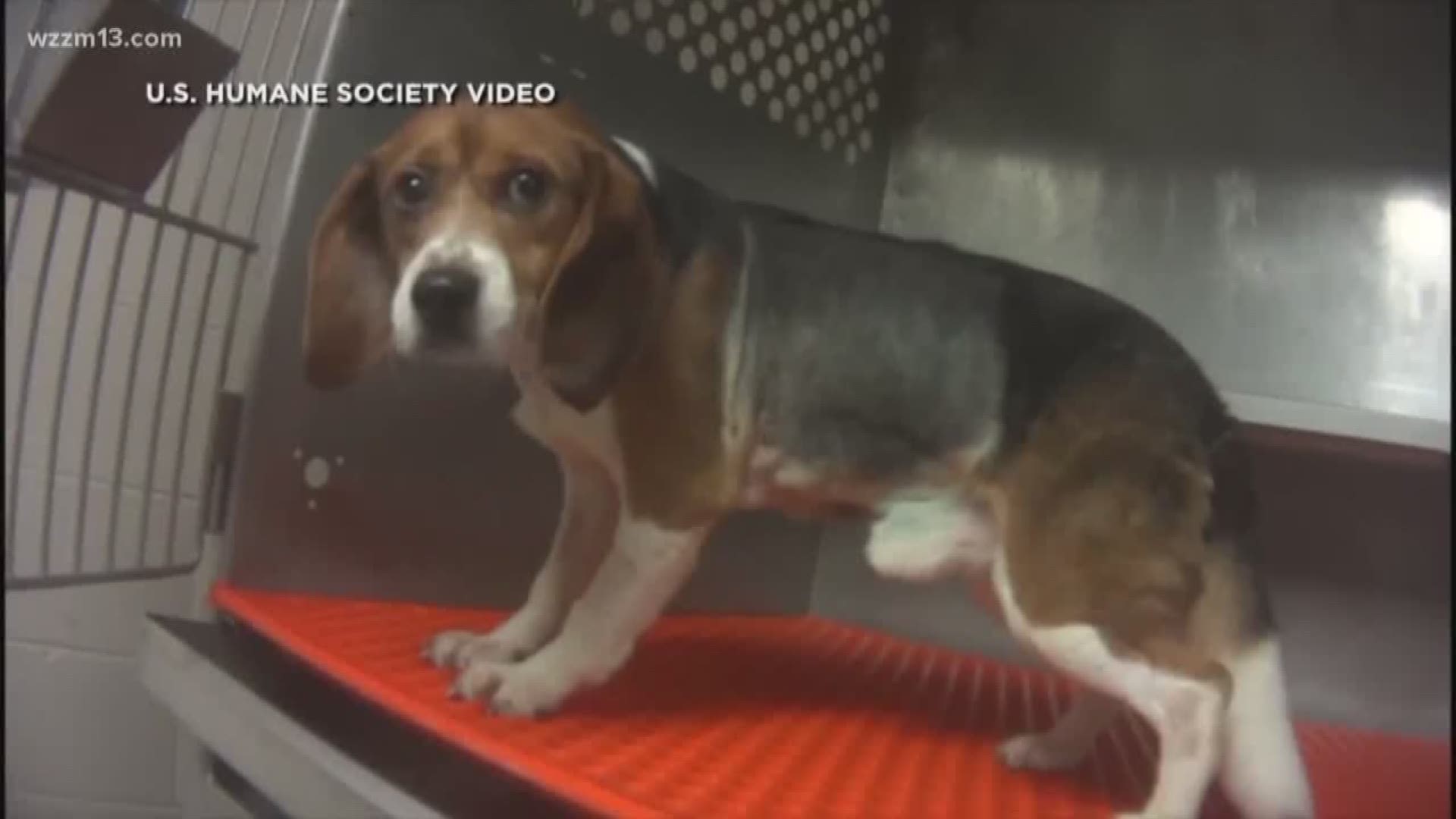 Lab ends chemical study on beagles following Humane Society investigation