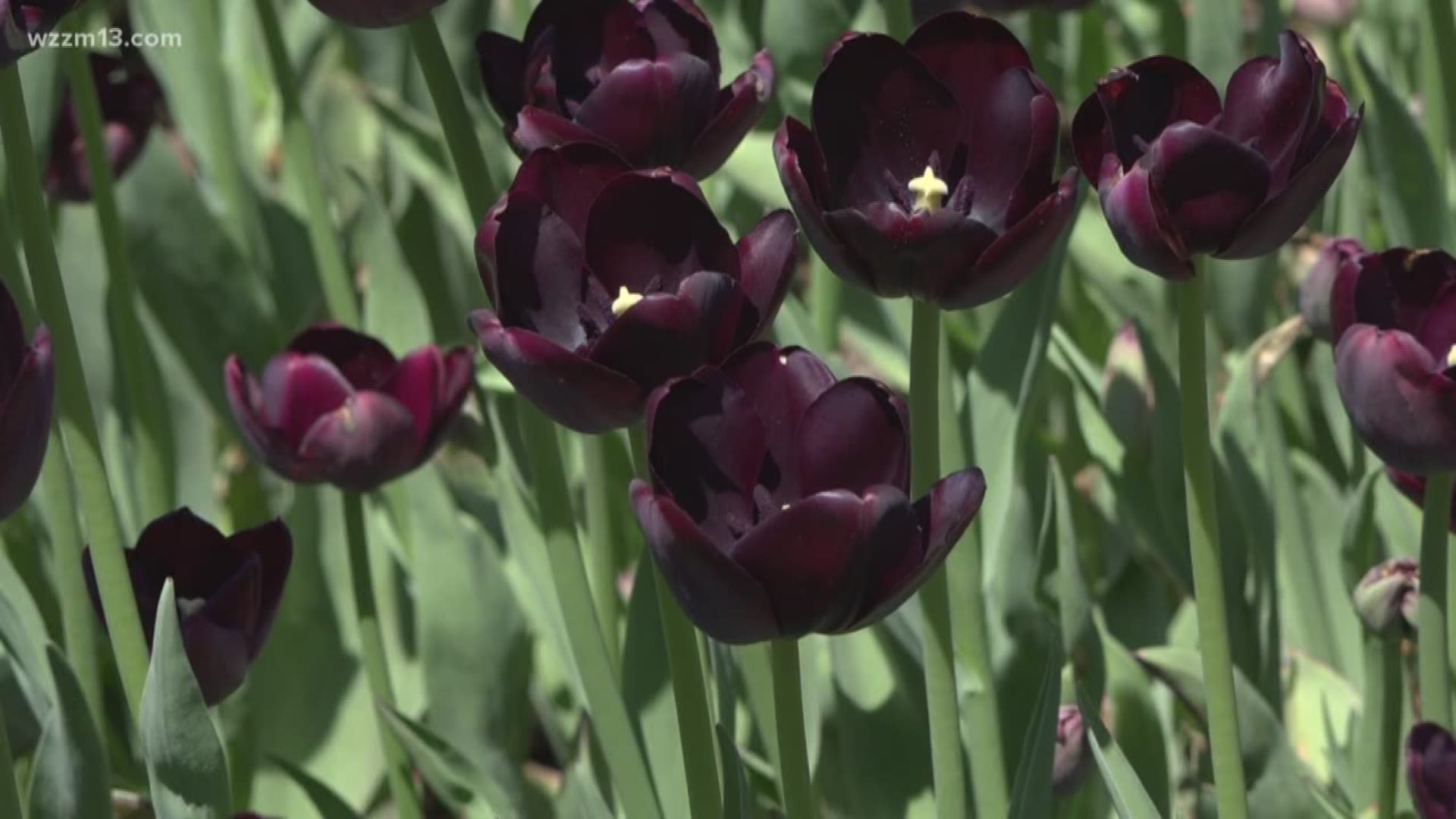 Verify: Can you pick the tulips at Tulip Time?