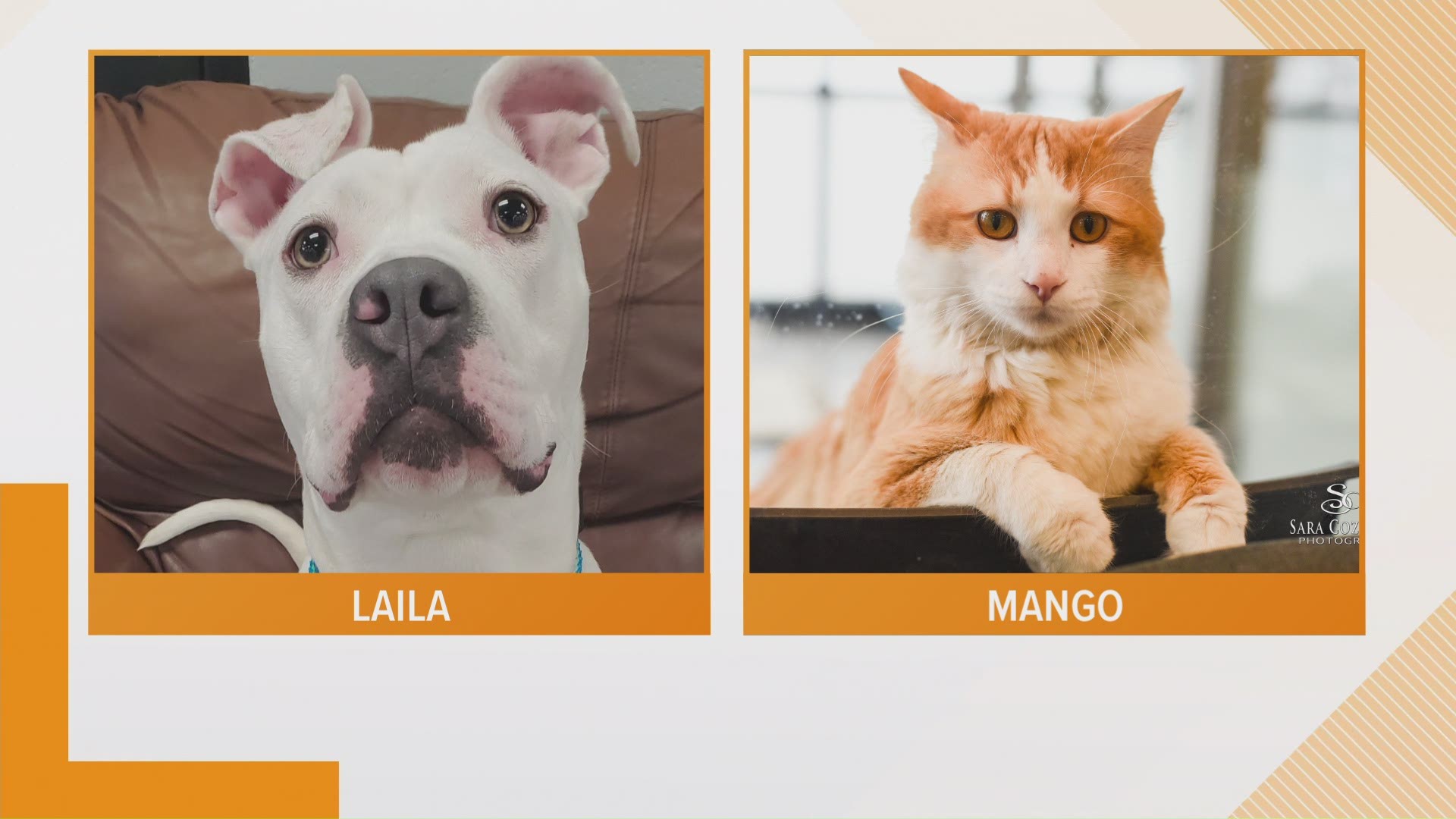 Meet Laila! She may be deaf but that doesn't hold her back! And Mango? He loves his freedom! This playful guy would be a "puur-fect" addition to your office or shop!
