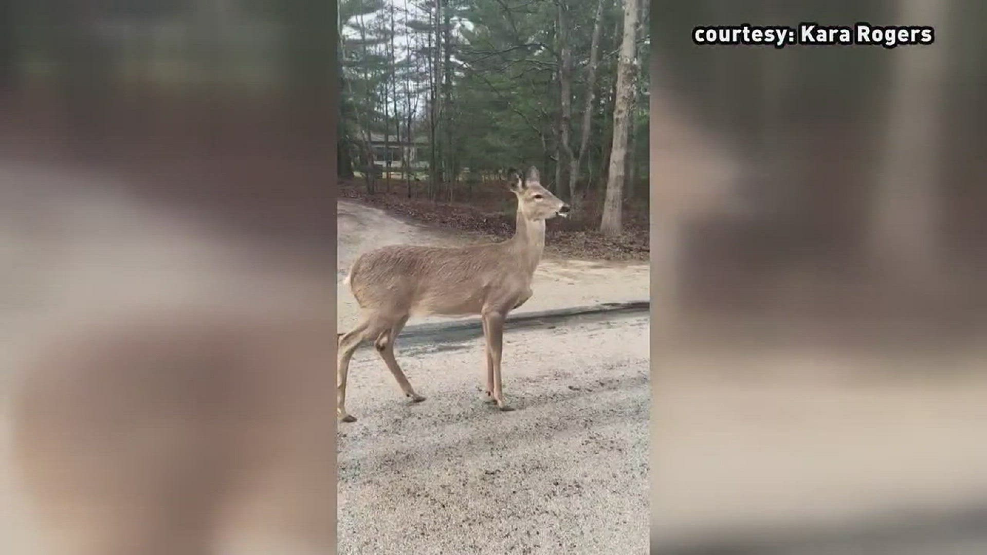 What is wrong with this deer?