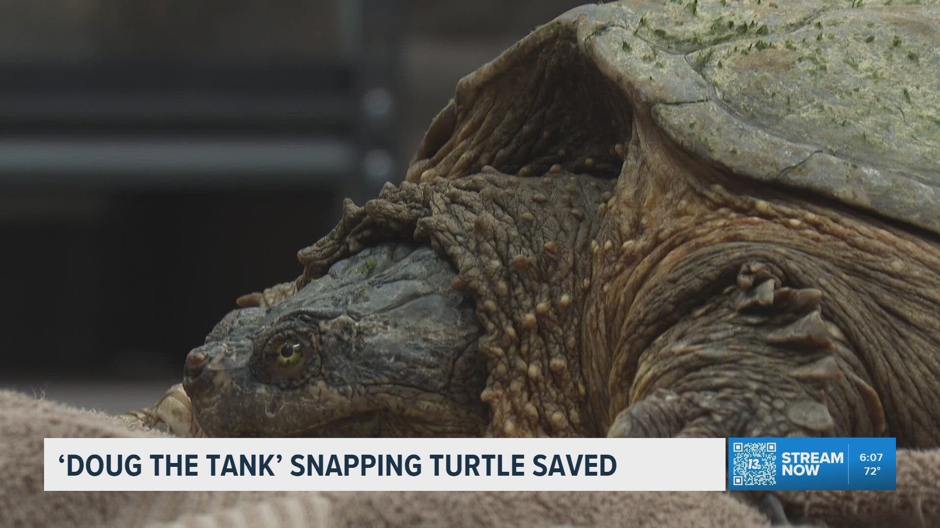Grand Haven locals rally to rescue 'Doug the Tank,' snapping turtle ...