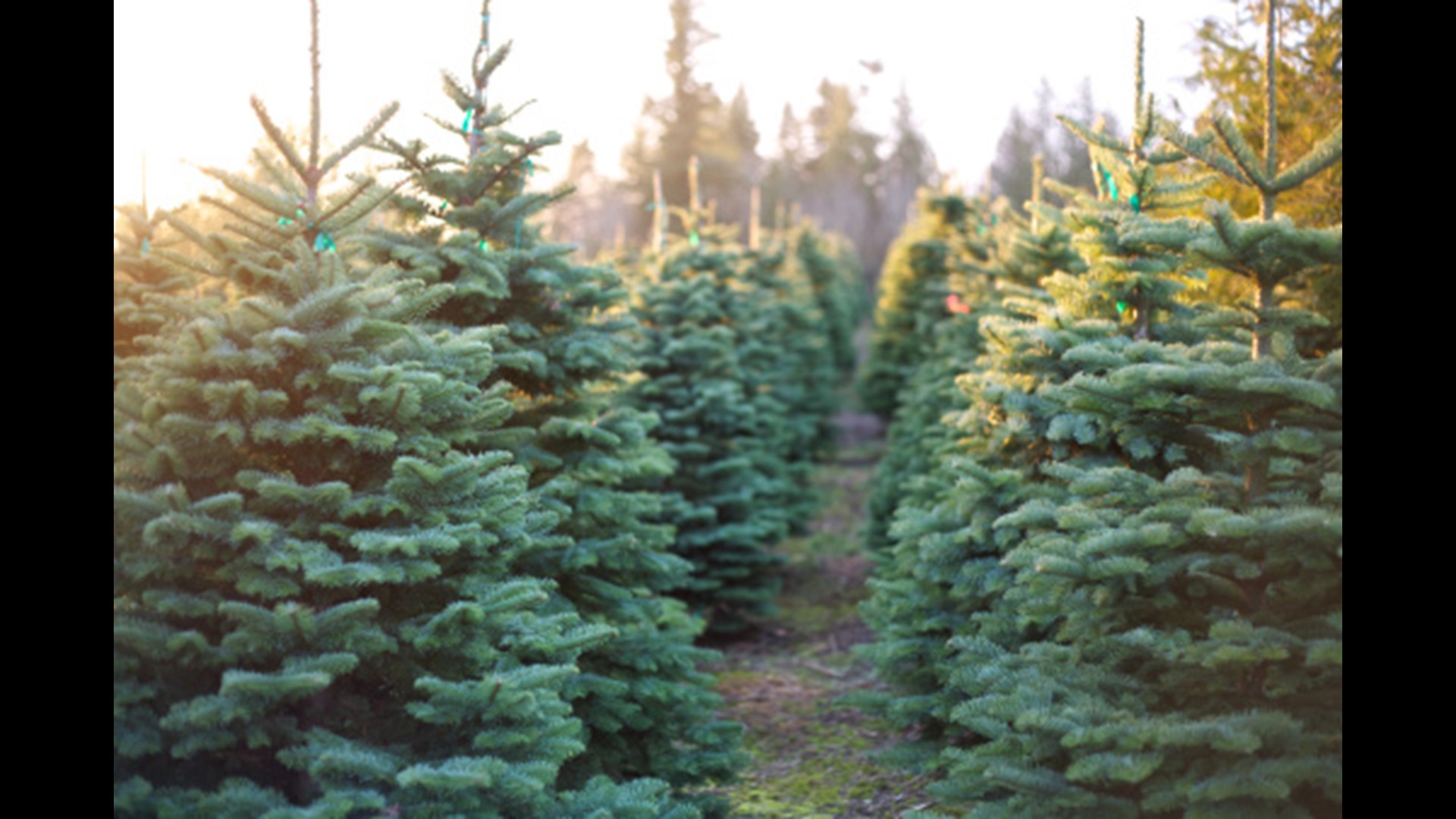 Boulder Ridge Wild Animal Park taking real Christmas trees for wildlife