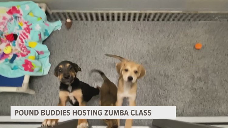 Pound Buddies hosting Zumba class fundraiser