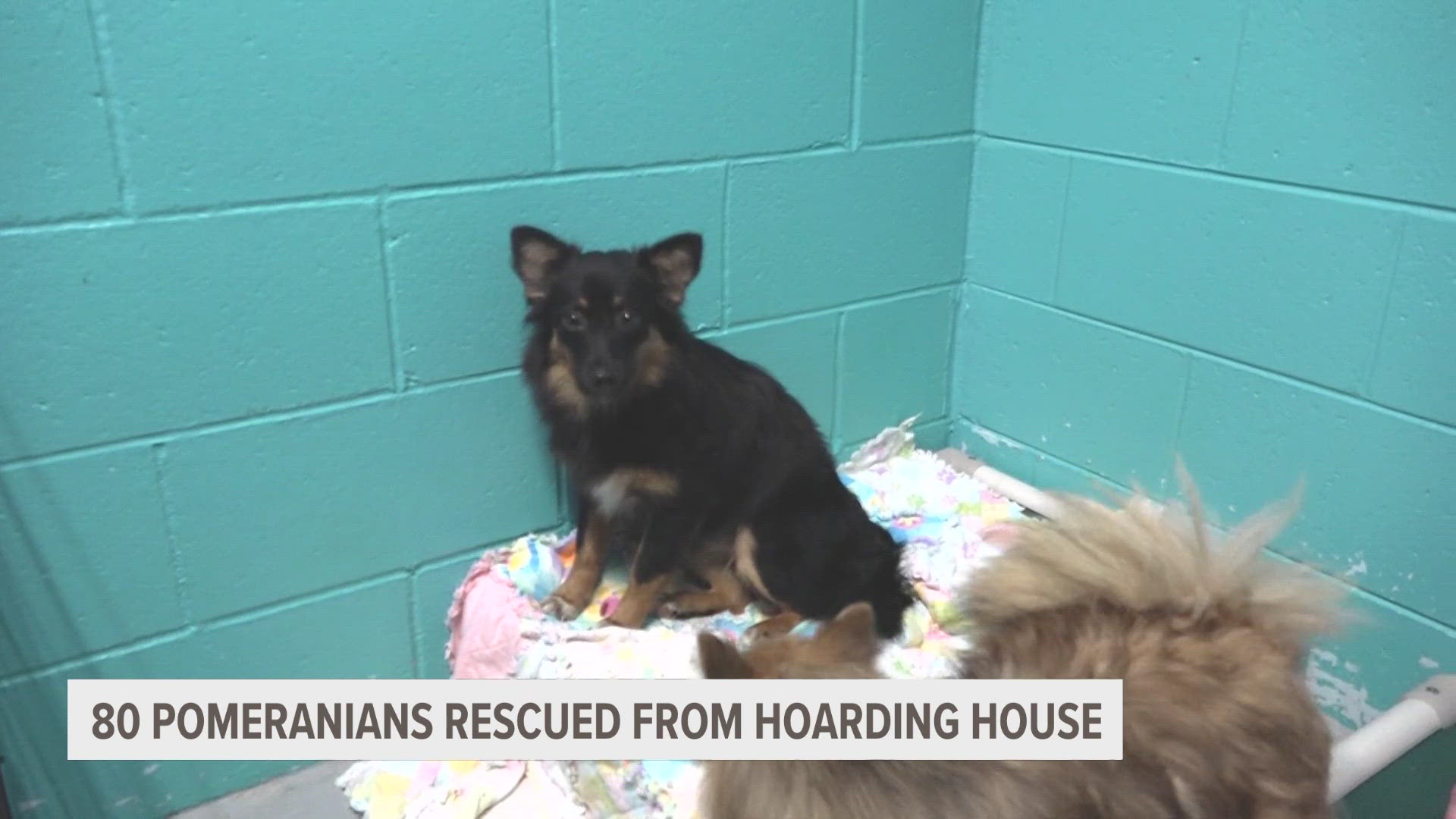 Nearly 80 pomeranians are rescued from a Montcalm County home after their owner became overwhelmed.