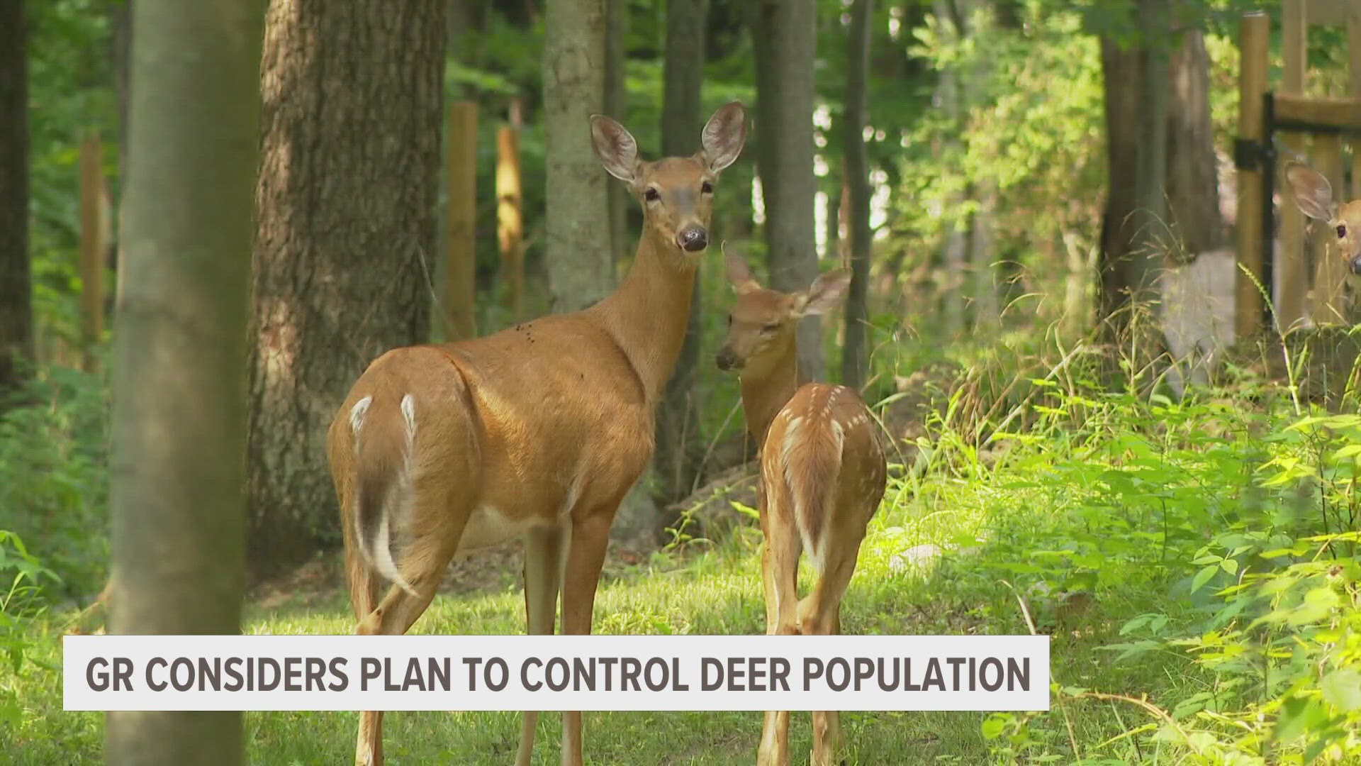 City leaders in Grand Rapids are evaluating a suggestion for a "deer hunting pilot" in city parks this winter.