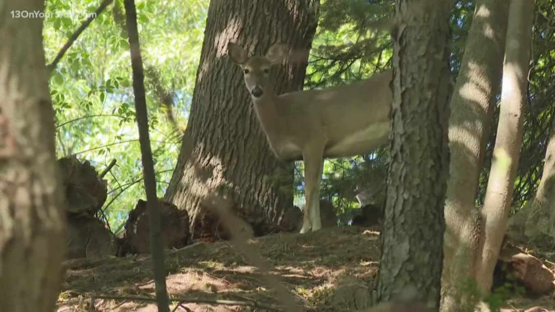 Muskegon is considering a deer cull to control the population.