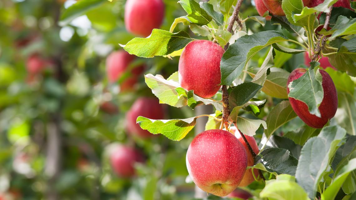 How climate change could kill the red apple