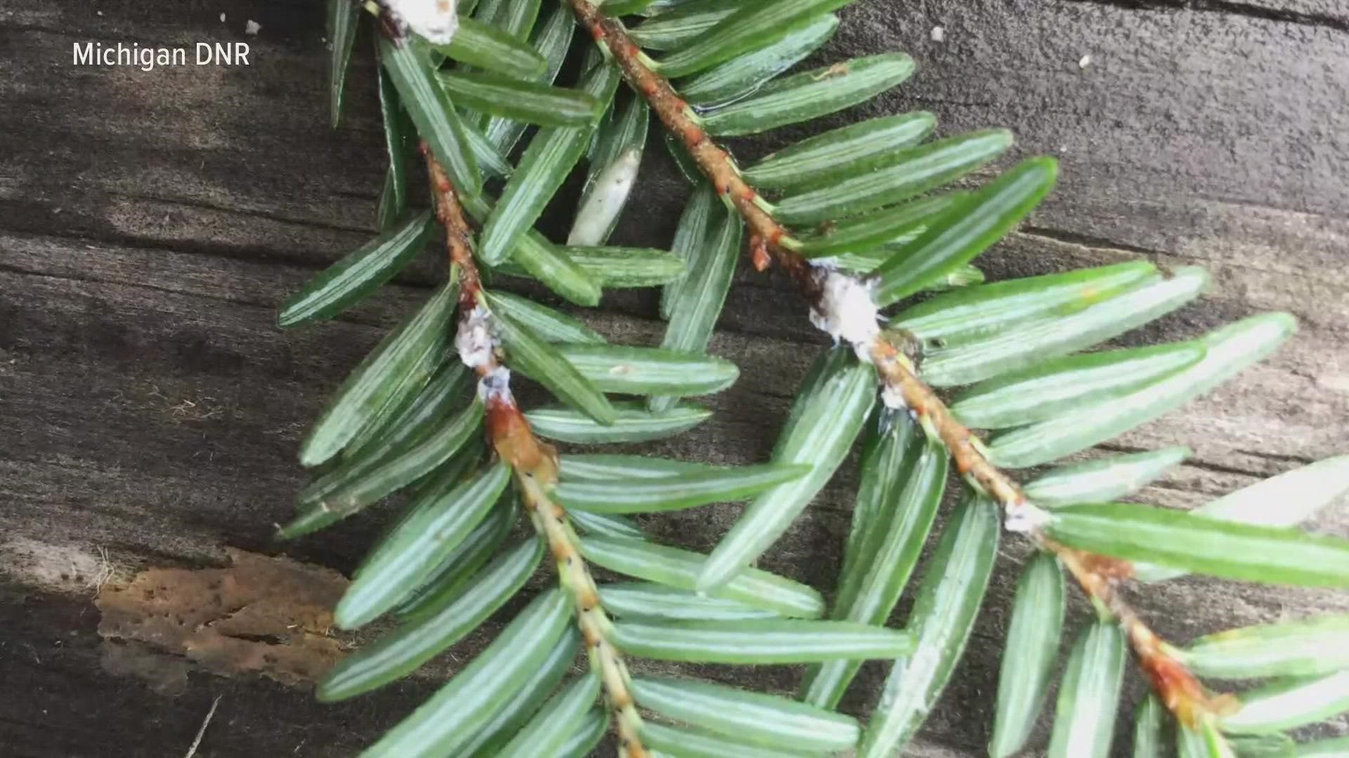 Hemlock woolly adelgid, or HWA, first came to Michigan on a landscaping tree planted in 2006.