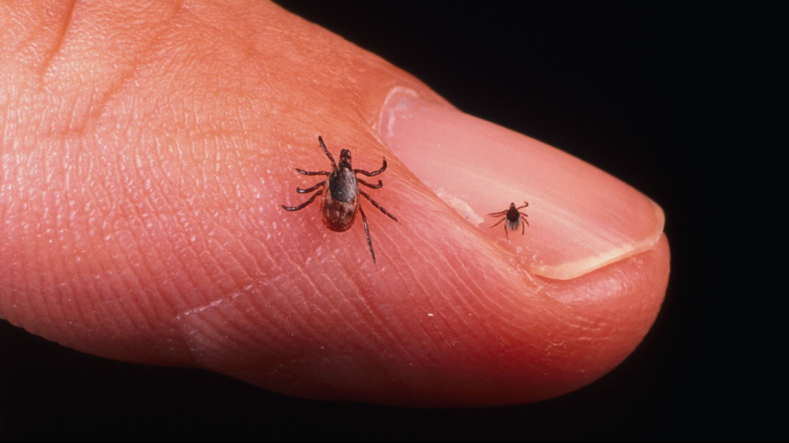 Everything You Need To Know About Preventing Tick Bites