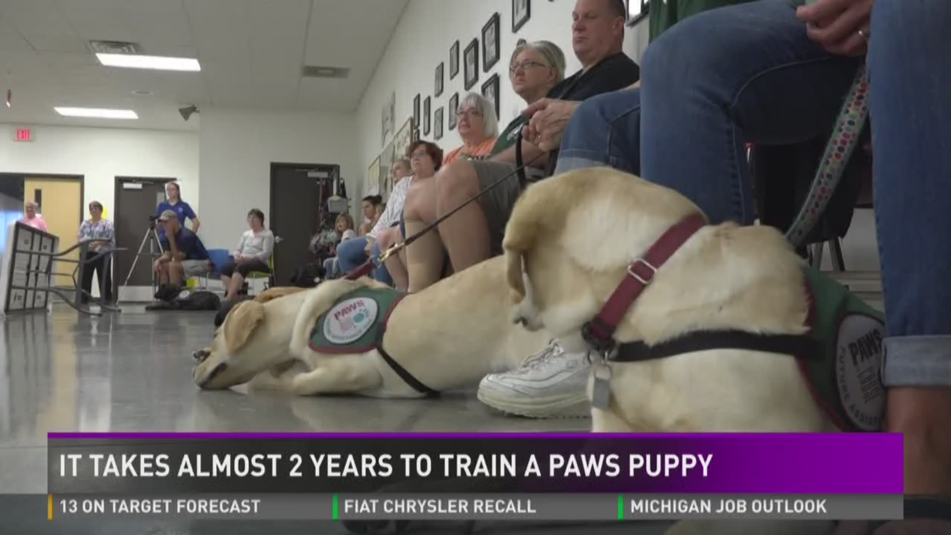 Paws with a cause 2024 puppies