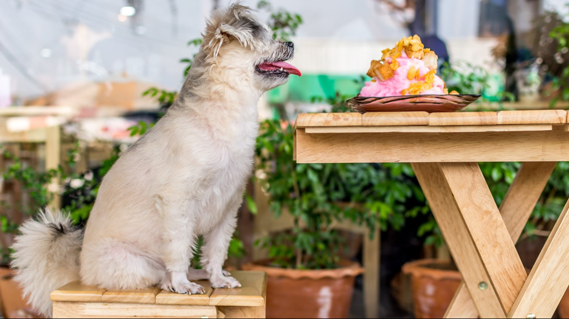 are dogs allowed in restaurant patios in michigan