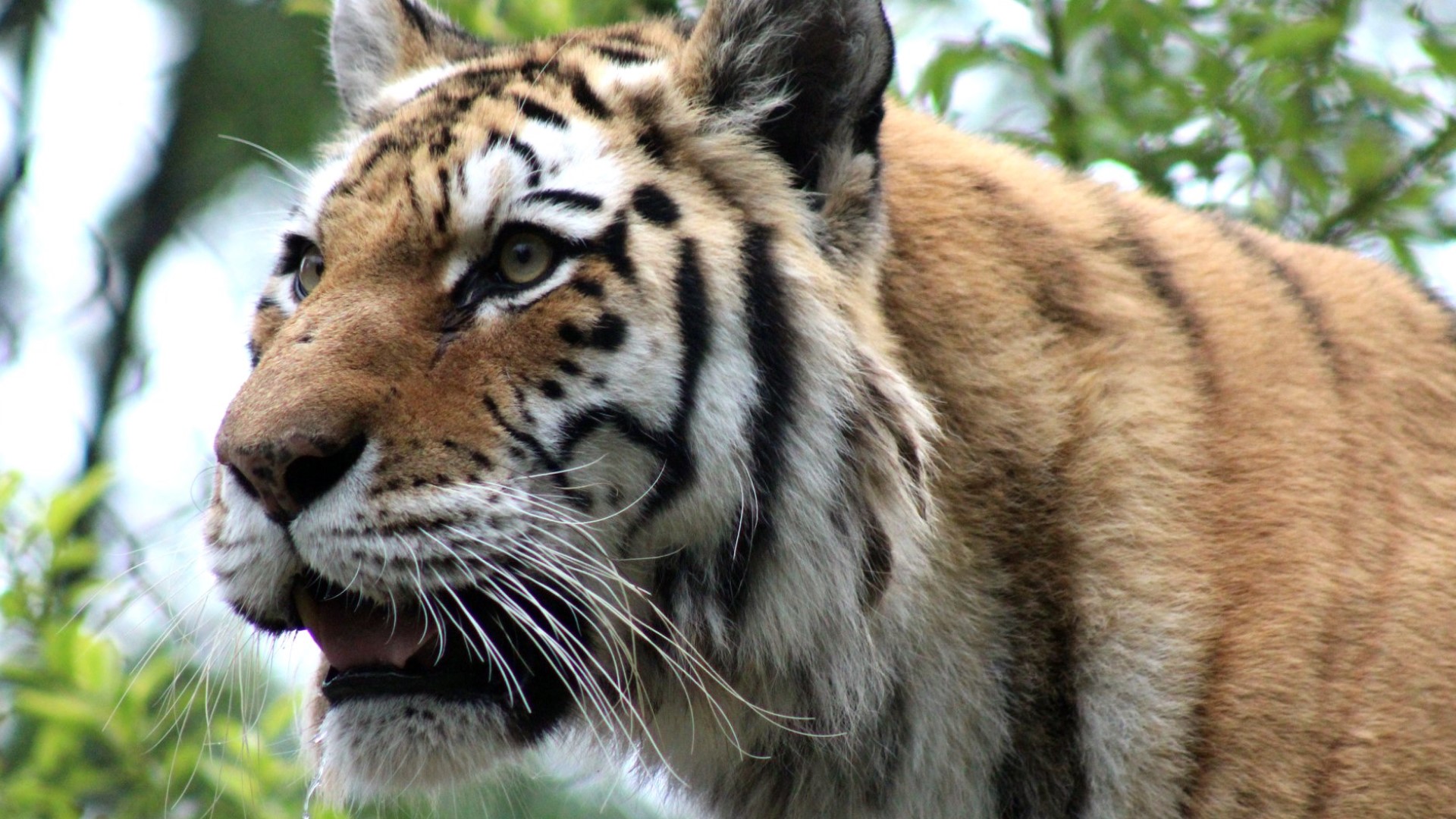 John Ball Zoo new Tiger