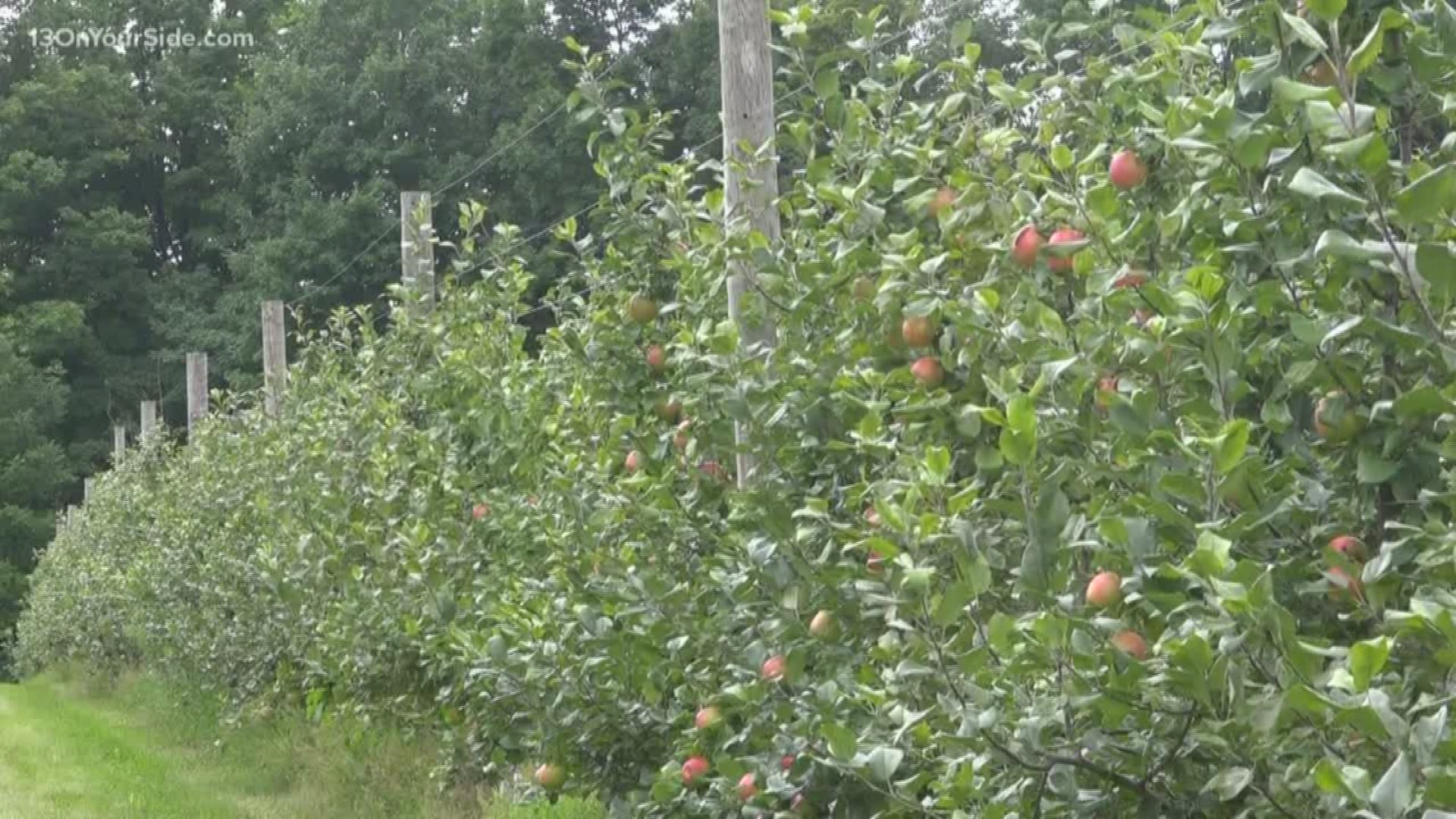 Michigan apple growers gearing up for a great harvest