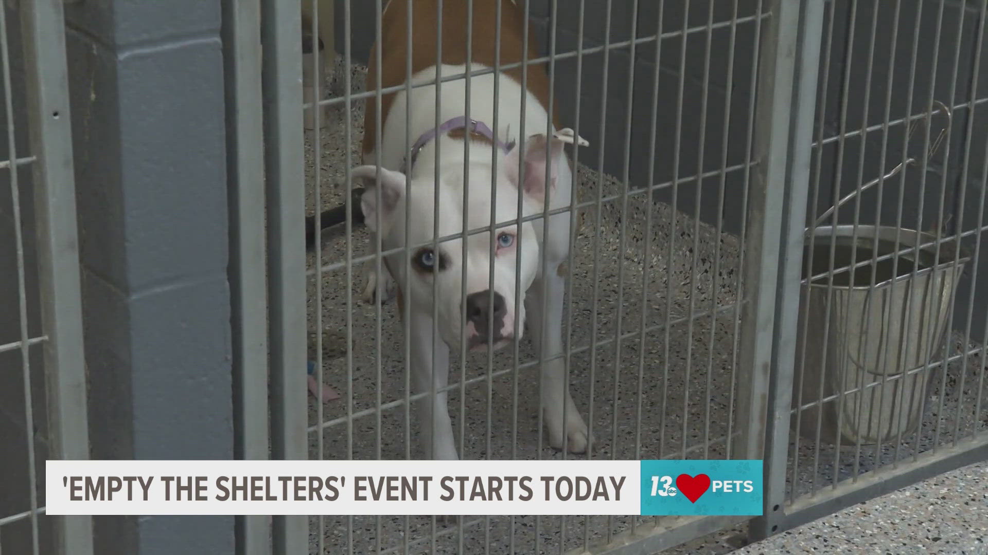 The foundation is starting their summer Empty the Shelter event and more than 40 Michigan shelters are participating.