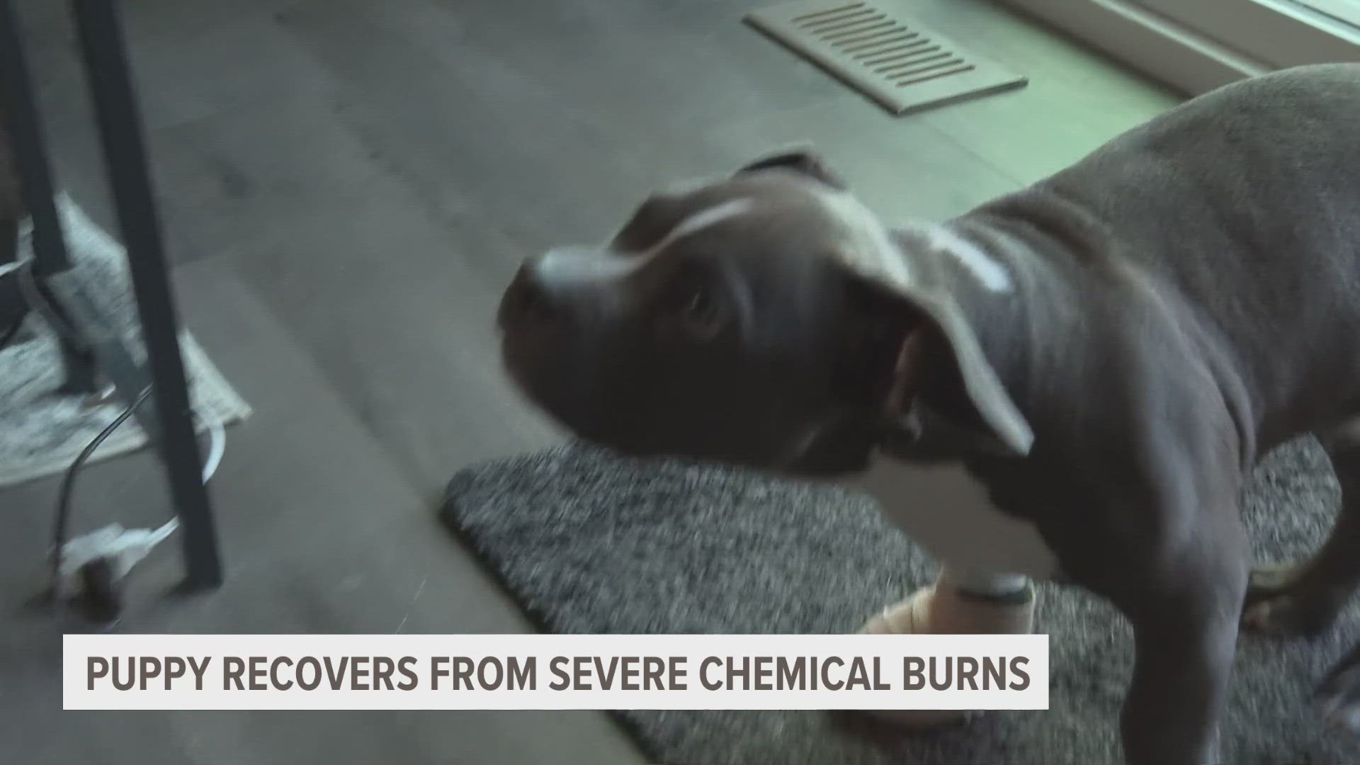 12-week-old Dozer is recovering from severe chemical burns to all four legs.