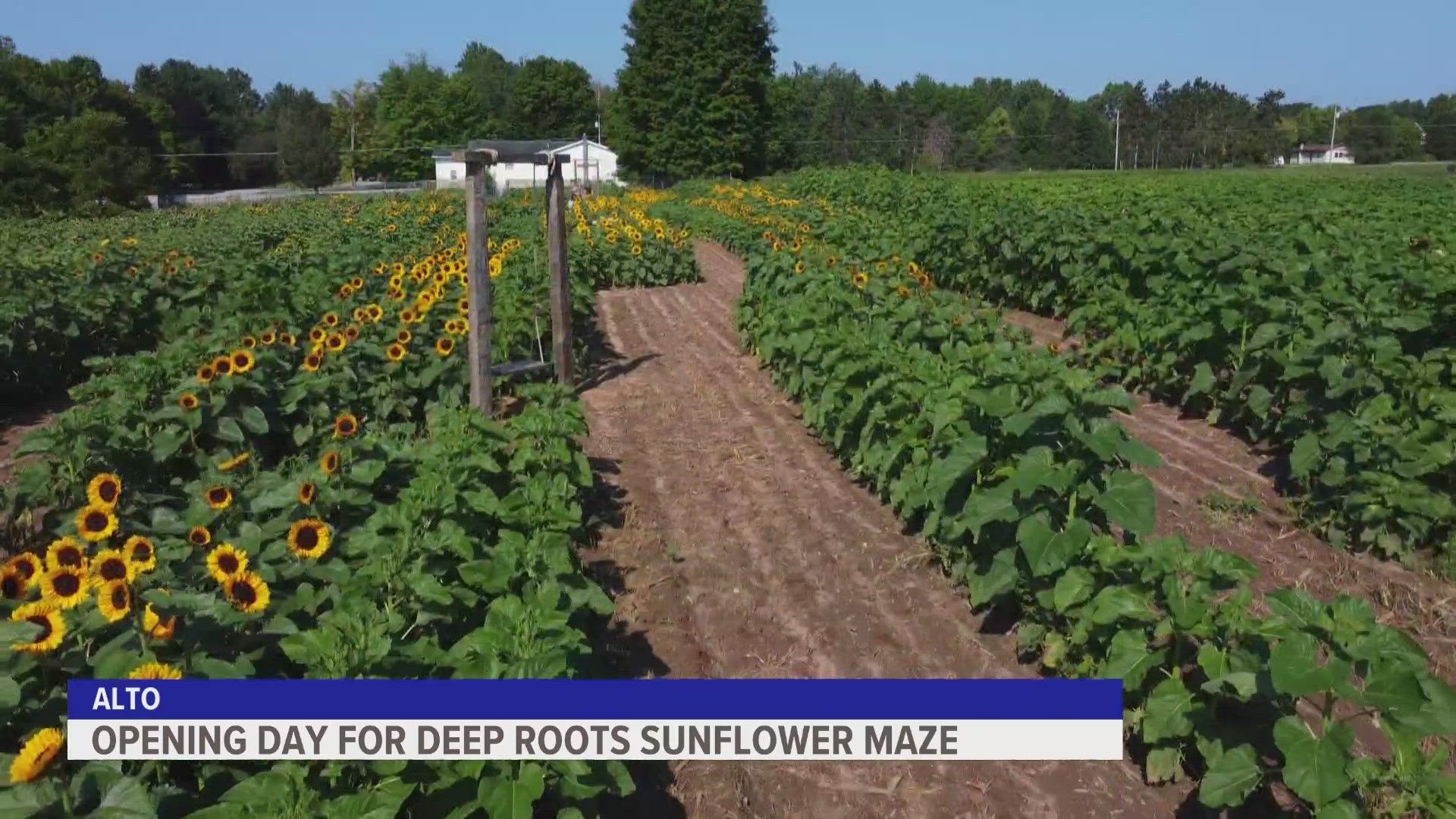 The maze features three and a half acres of 15 different varieties of sunflowers.