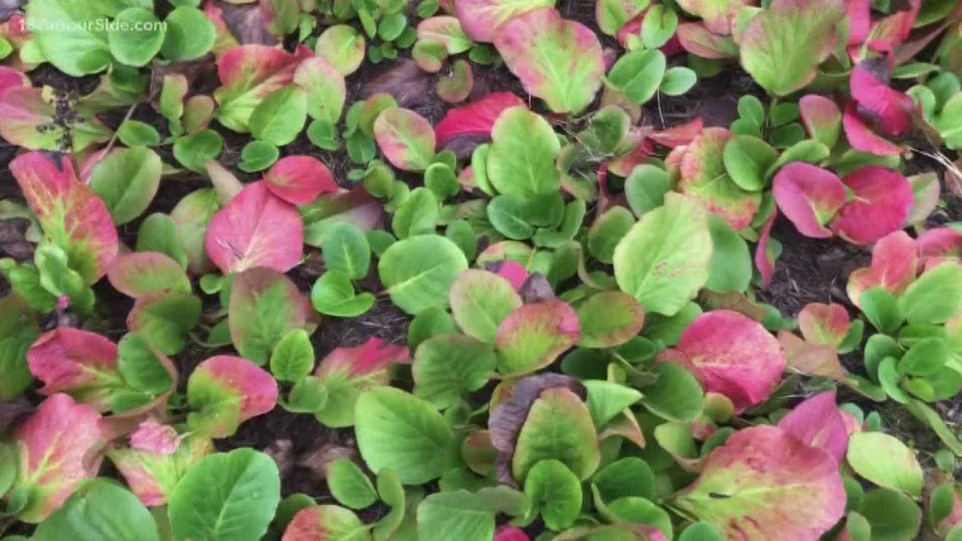 Greenthumb expert Rick Vuyst shows off some great plants that have beautiful fall colors.