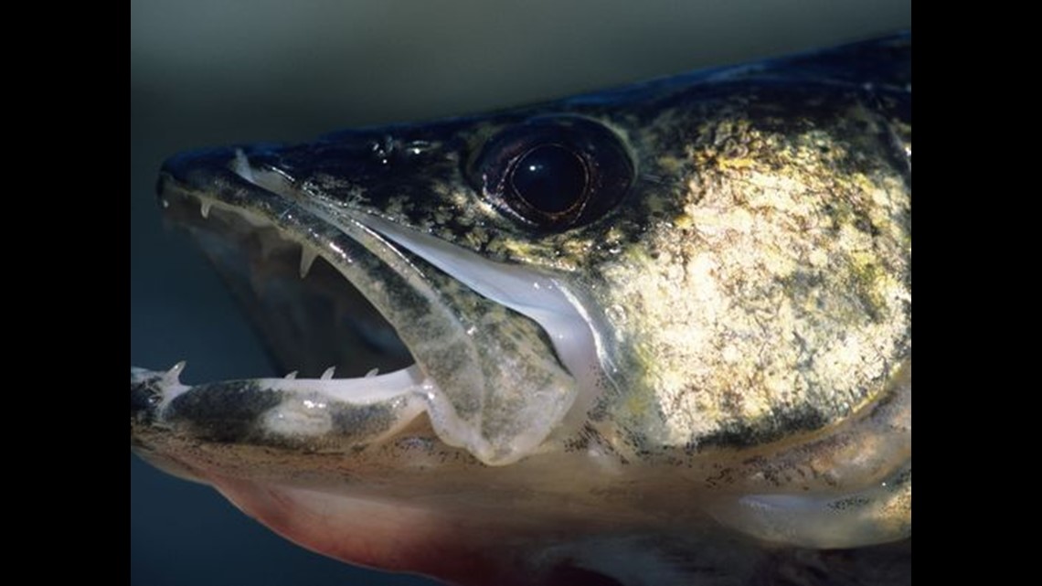 Michigan DNR uses electricity to help catch walleye, collect eggs - Vimarsana News