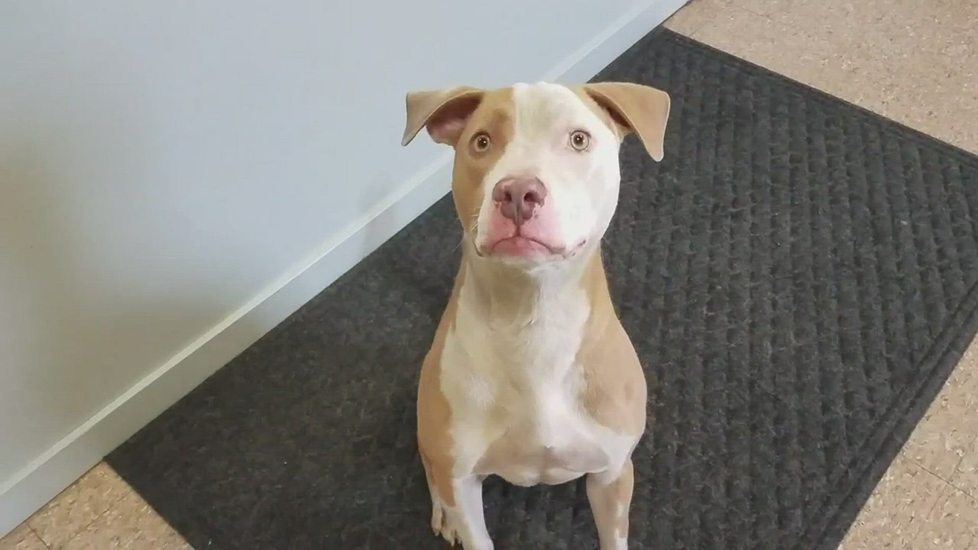Meet this week's adopt a pet, Case!