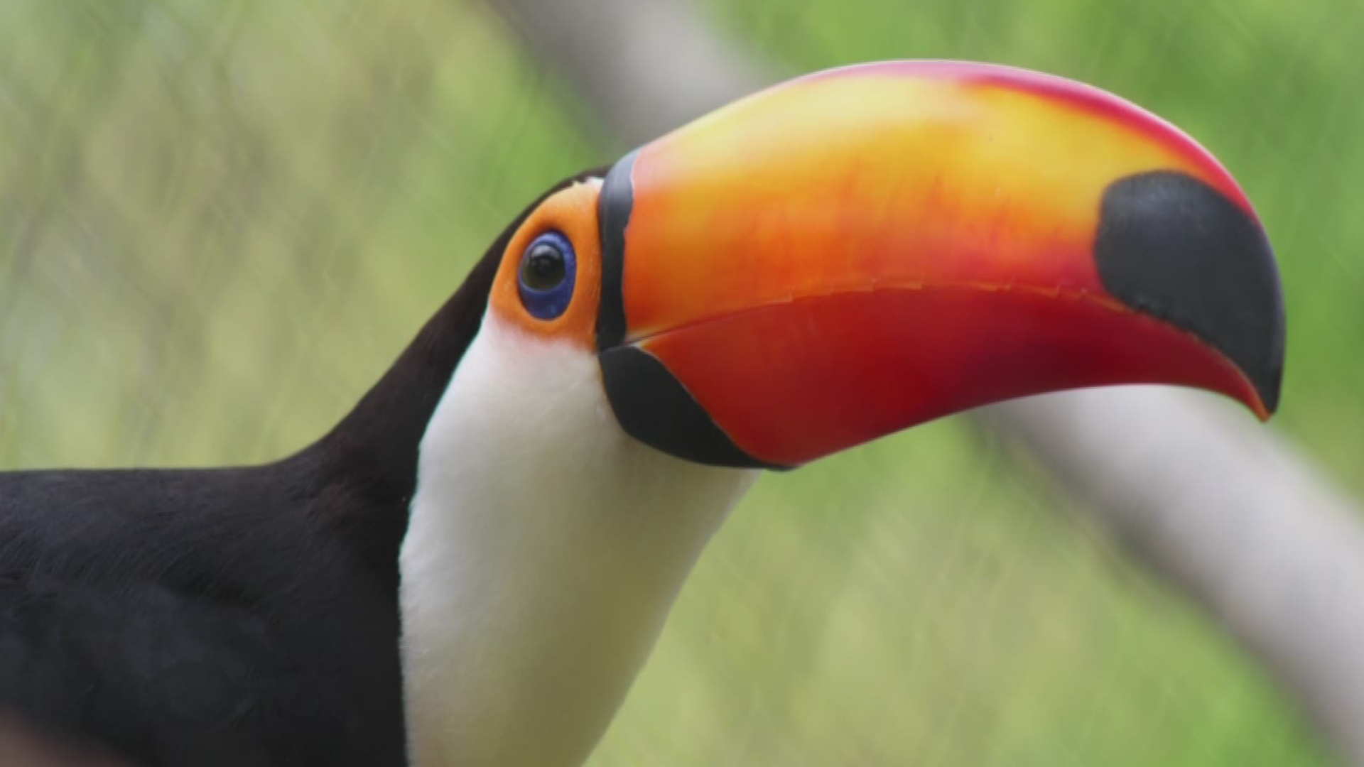 While neither of them are Sam the Toucan, the John Ball Zoo announced the arrival of two new Toco Toucans.