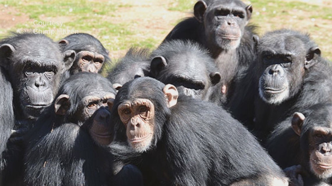 One Good Thing: Amy Fultz and Chimp Haven - Vimarsana News