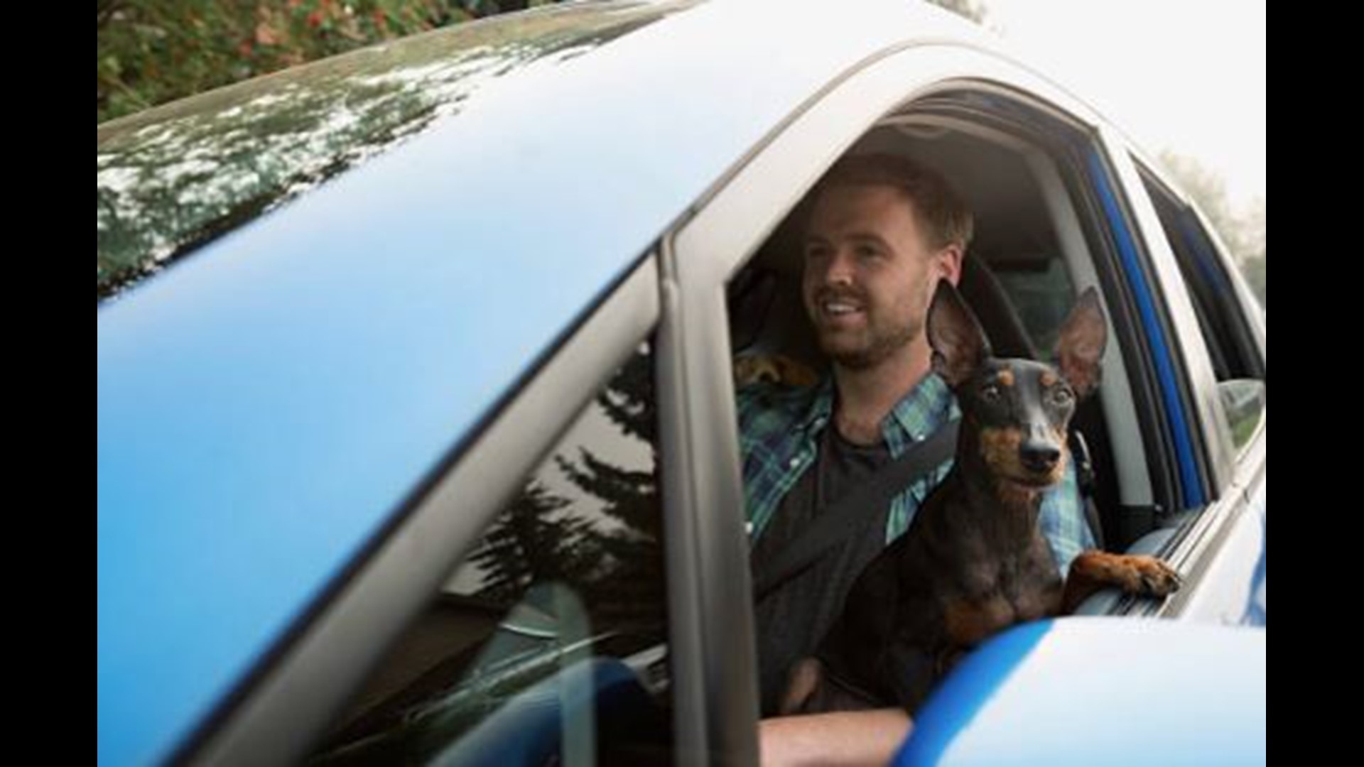 Driving with dog on lap would be illegal, Michigan lawmaker proposes