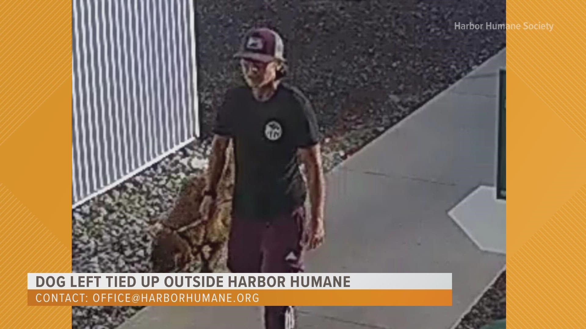 Harbor Humane Society is looking for the person they caught on surveillance cameras tying up a dog and leaving it outside their building Friday night.