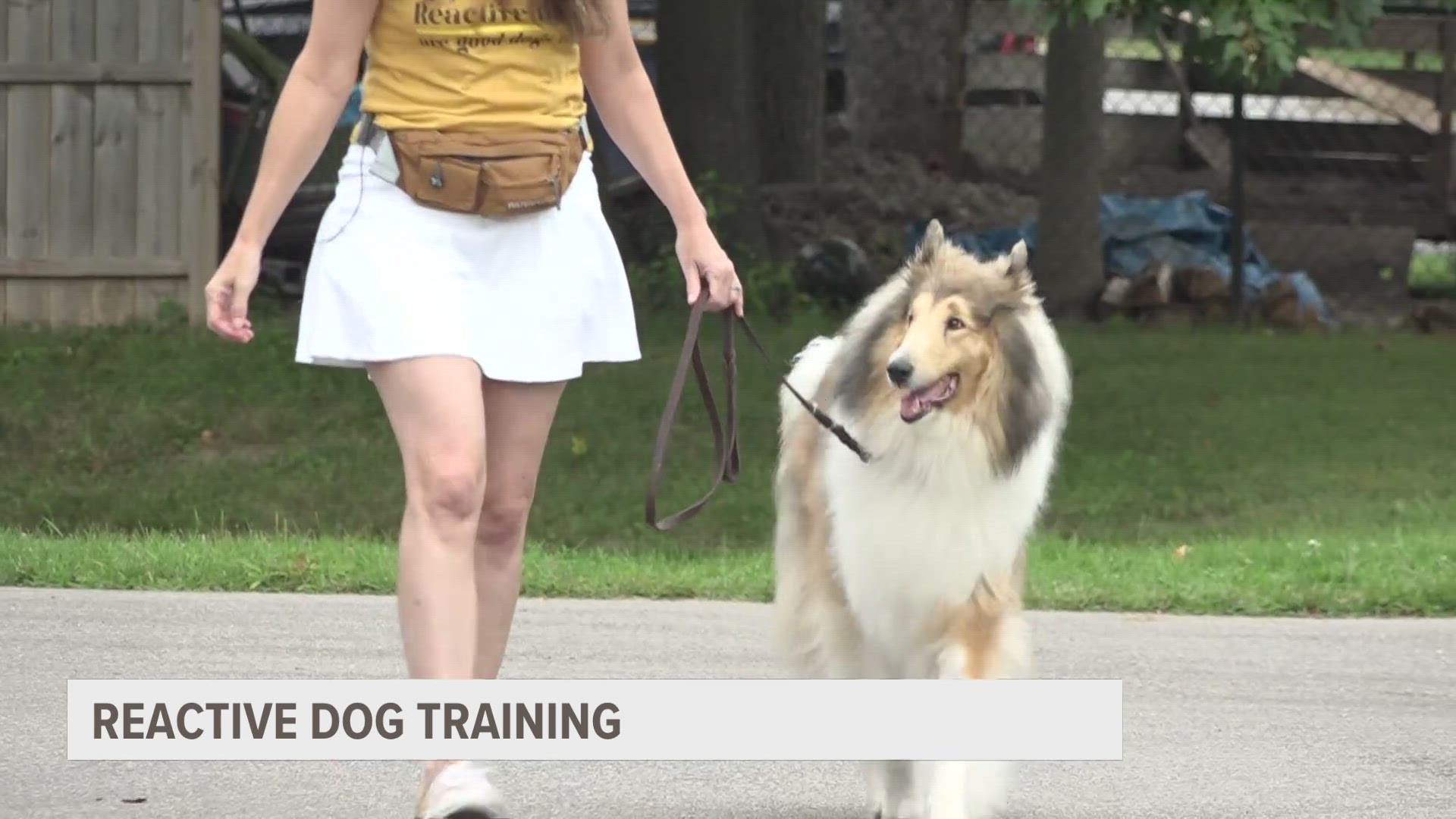 Rough Collie Training