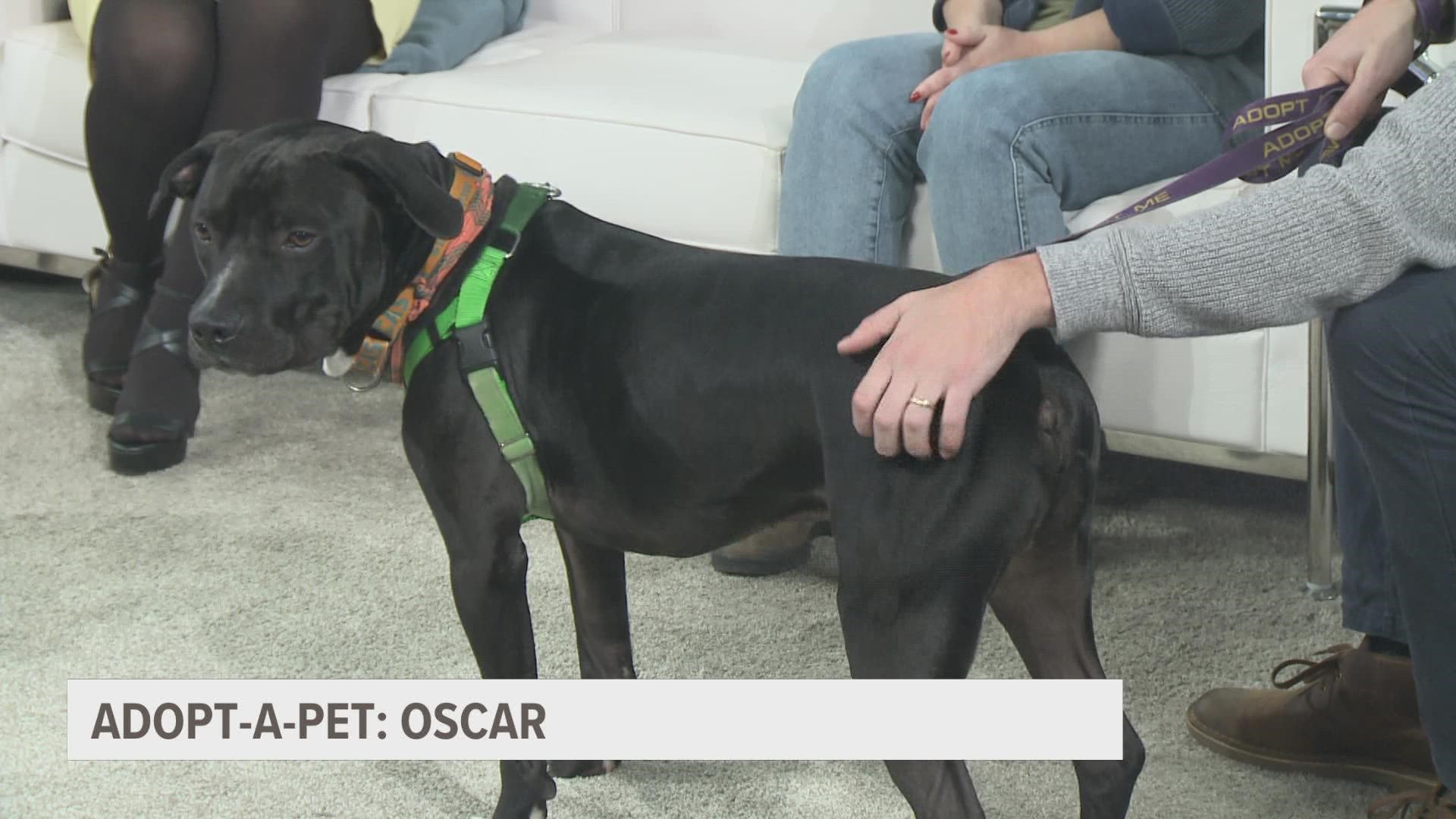 This month's Adopt-a-Pet is one handsome boy. We were joined by foster mom Tara Day with the Kent County Animal Shelter to learn all about him.