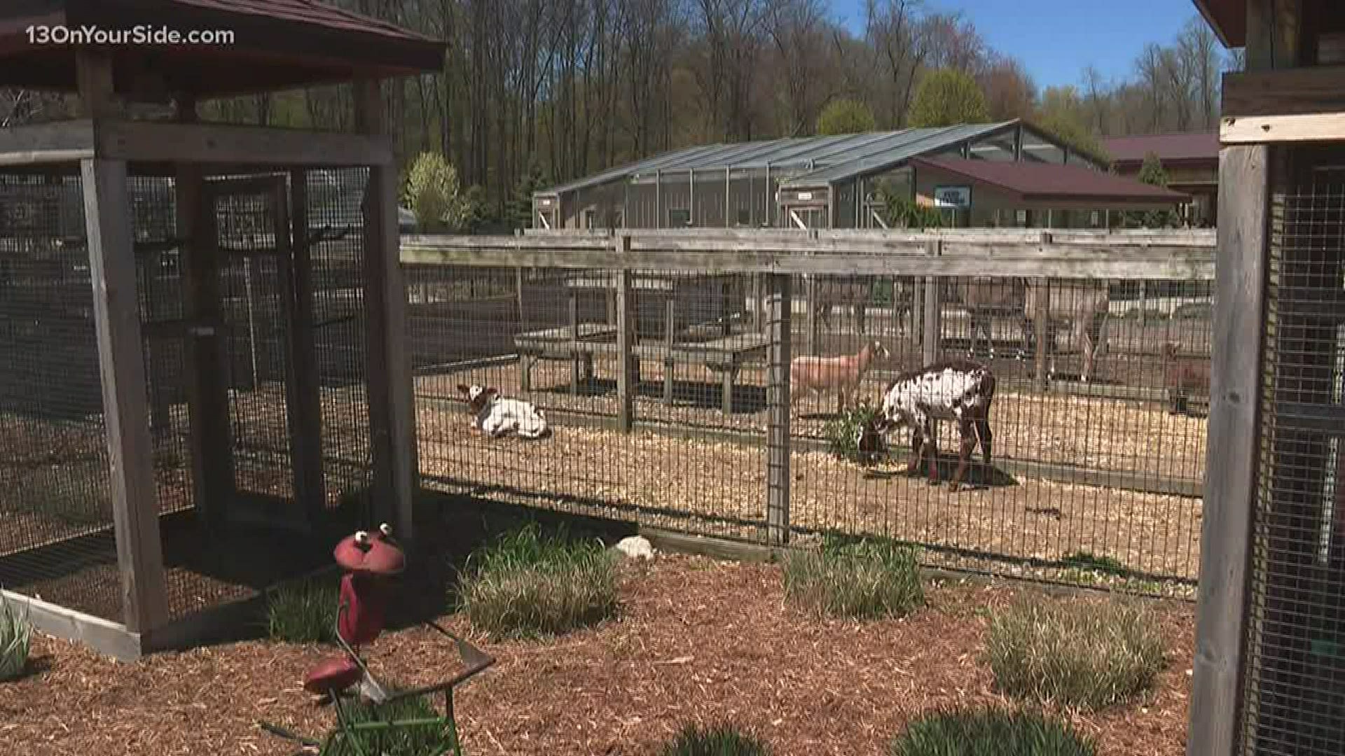 The privately owned animal park said it did not get official approval to open but are implementing social distancing practices.