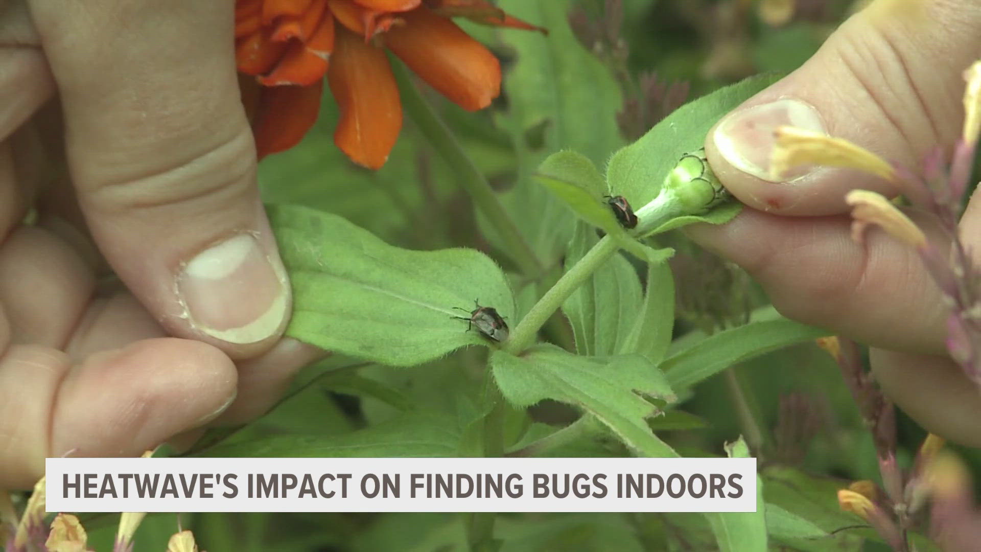 An expert from MSU Entomology said many homes are surrounded by habitats for insects who may find themselves inside seeking cool shelter.