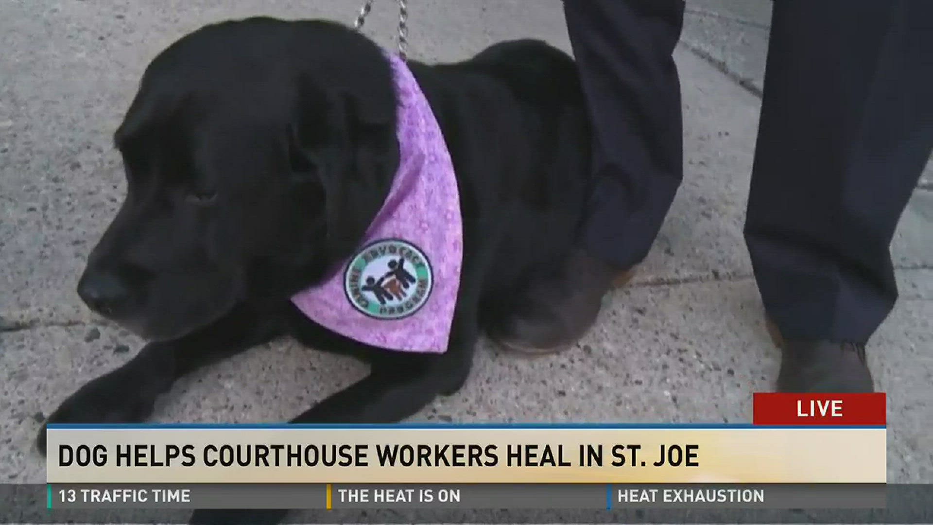 are service dogs allowed in courthouses