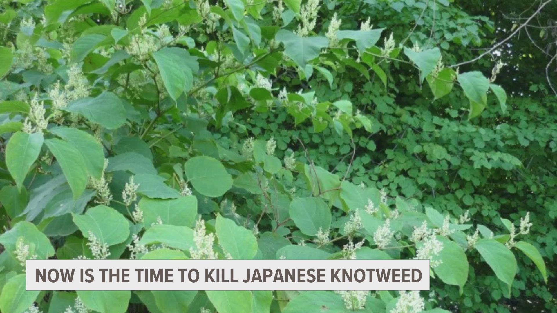 We have a warning to pass along about the spread of an invasive plant in Michigan that's blooming right now.