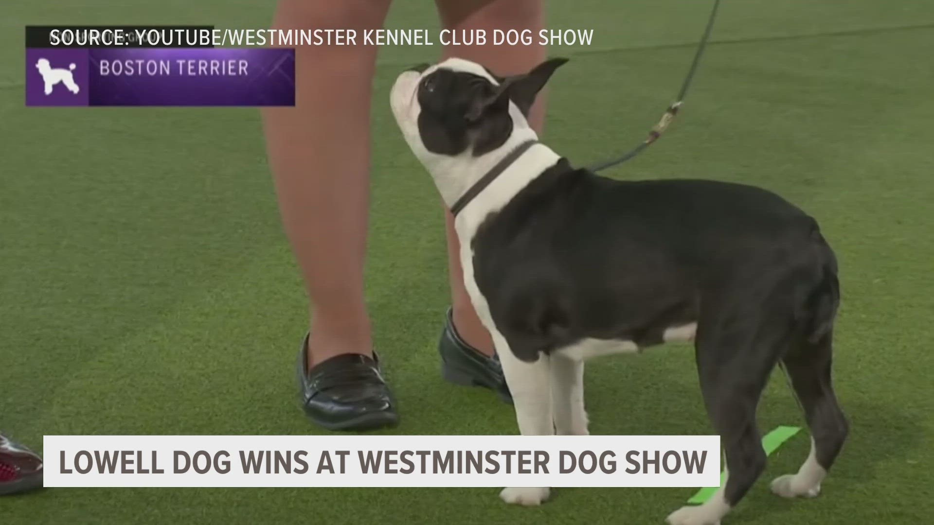 Their 2 year old Boston Terrier, Sparrow, won "Best in Breed" last weekend at the West Minster Dog show in Queens New York.