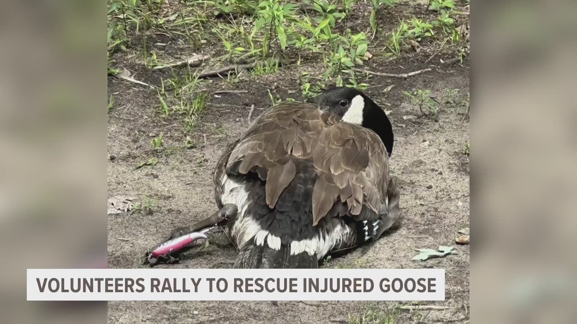 A Facebook post showing a goose lying on the ground with a fishing lure in its foot sprung a community to action.