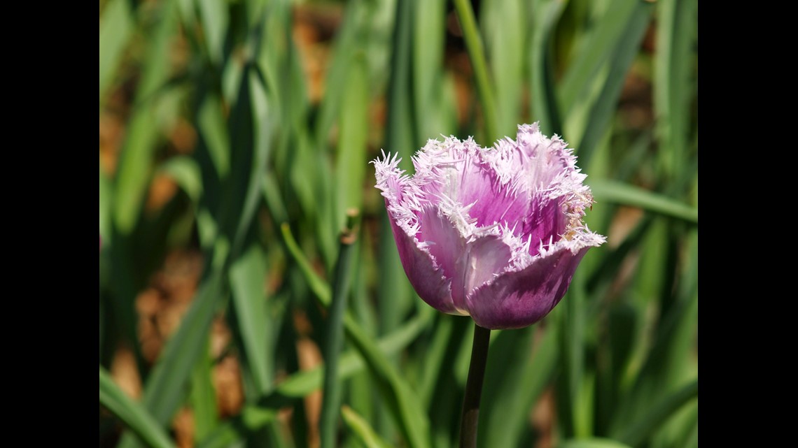 Watch the tulips in Holland bloom on live cam