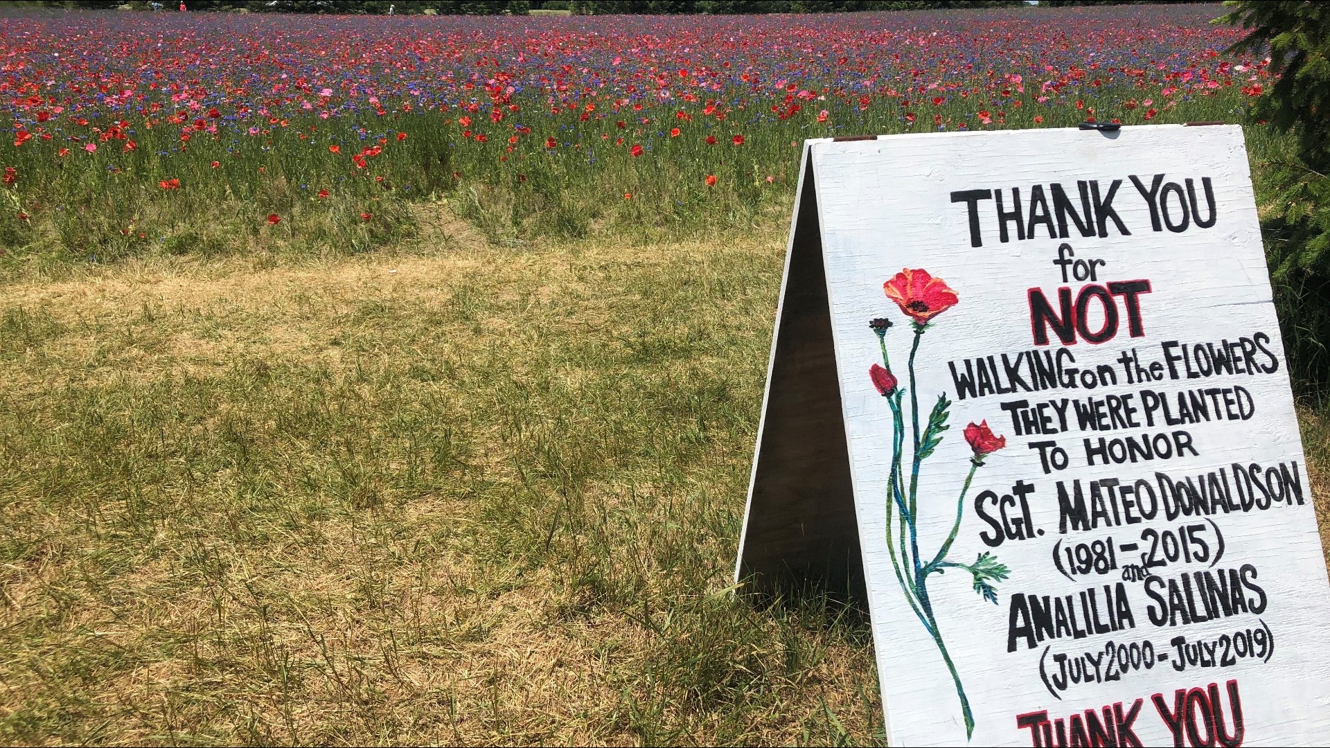 Fennville Couple Creates Four Acre Field Of Flowers In Memory Of Late   4f8e2698 F777 499e 8b39 7edc9c41a3ba 1920x1080 