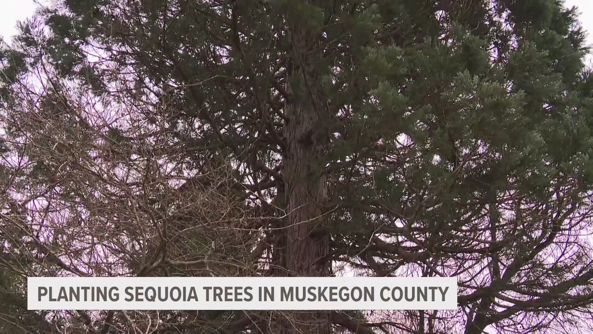 The collective has planted an estimated 500 sequoia trees so far. A fundraiser dubbed "Shiba Fest" is happening Sept. 1-2 in Muskegon to support the cause.