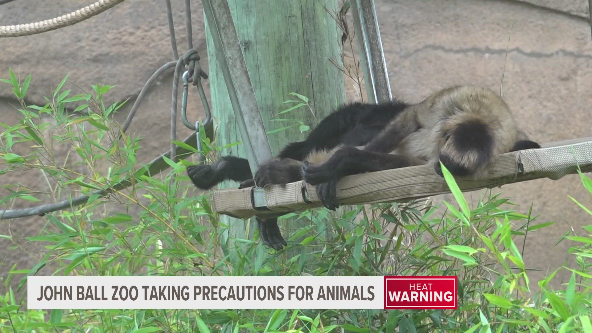 From misters to bloodsicles, the animals are staying cool in Michigan's heat wave.