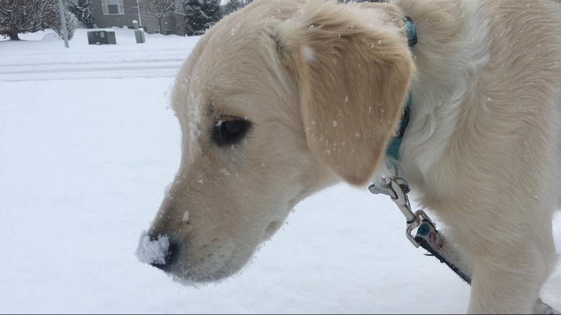 Keeping your pets safe in frigid temperatures